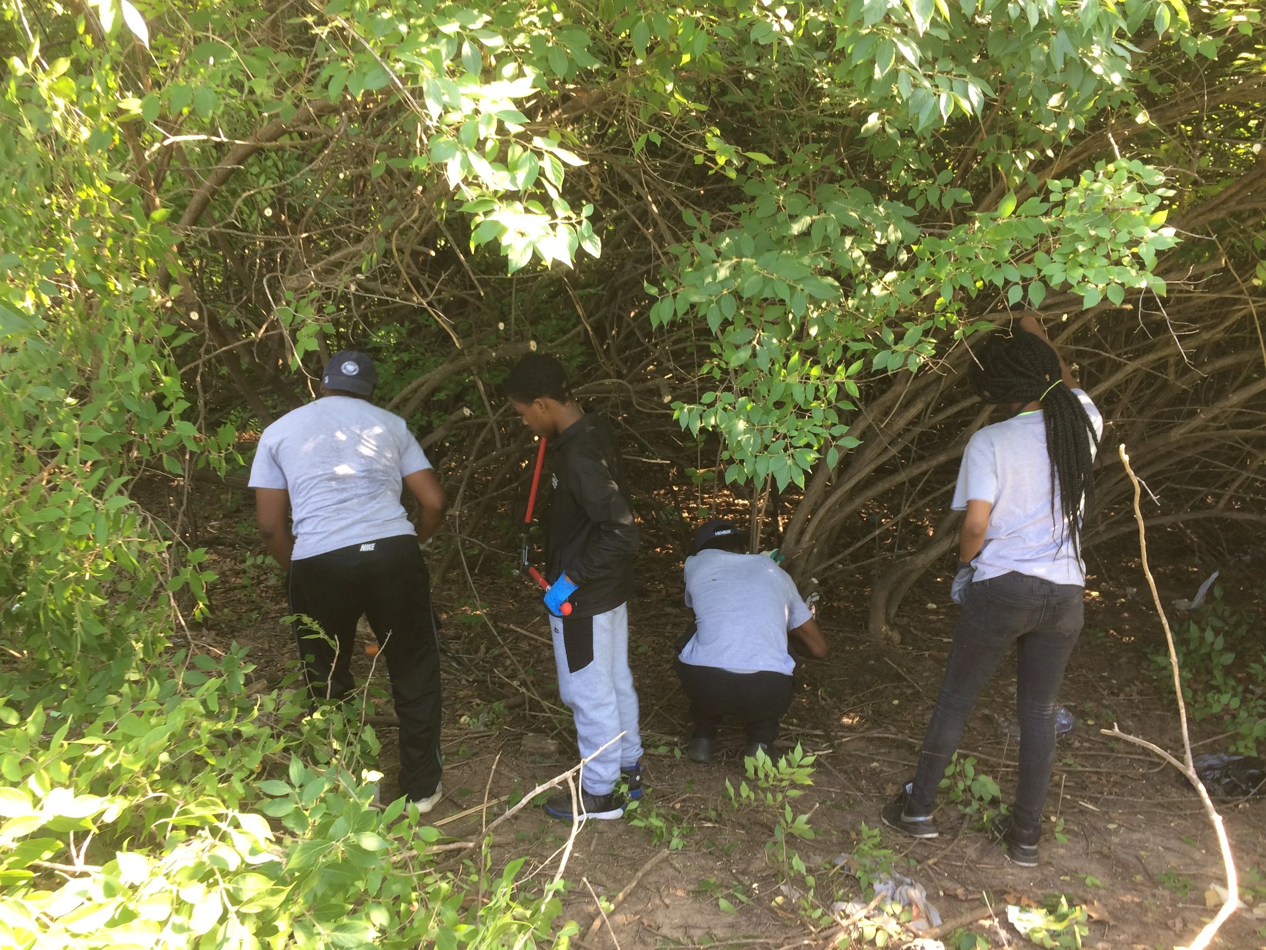 Invasive bush honeysuckle’s got the OYC crew up against the wall in O’Fallon Park, but they won’t back down.