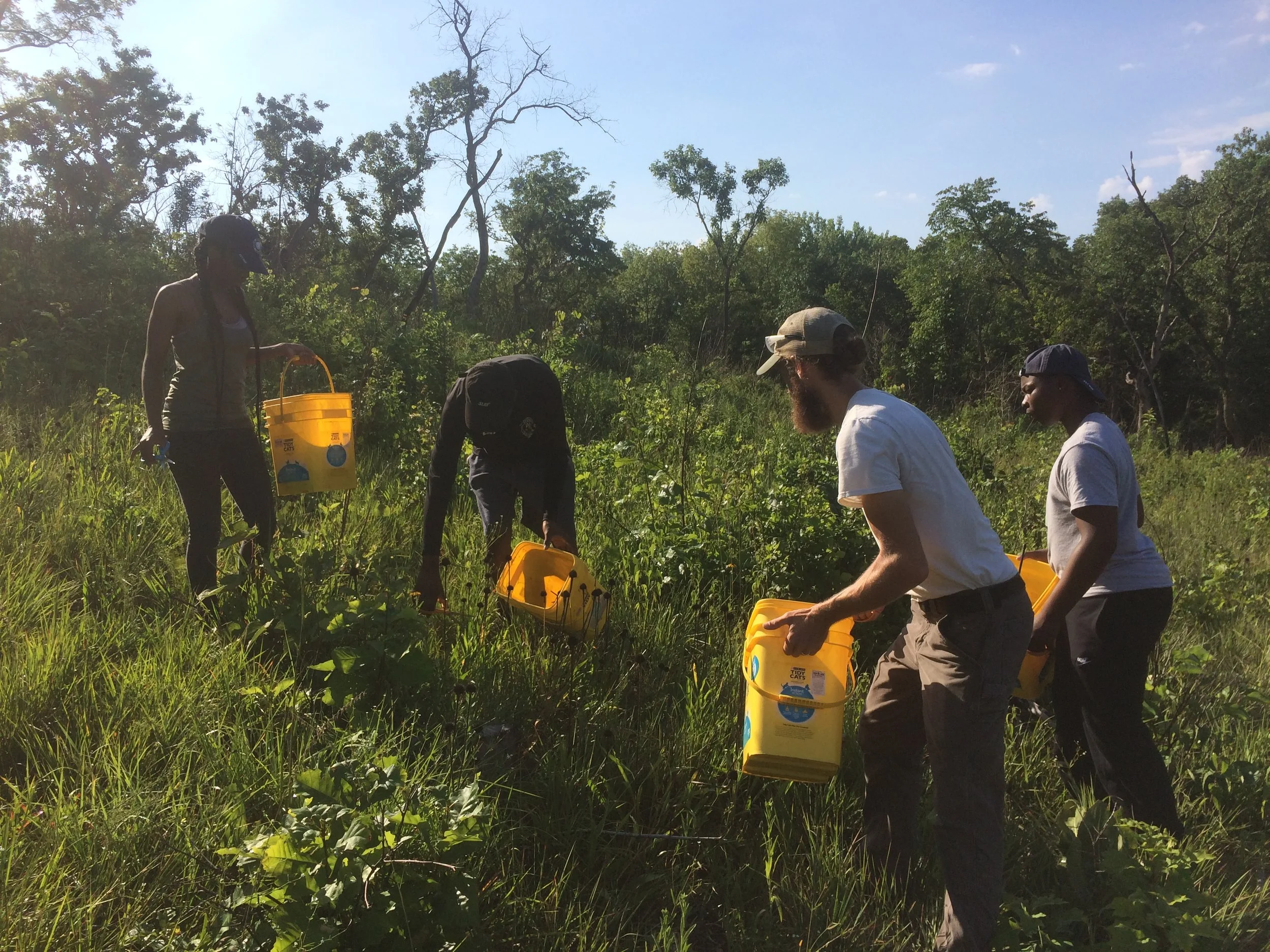 Learning from the best at Shaw Nature Reserve, Grey Summit MO. Ecological Restoration Specialist, Mike Saxton, shows the Outdoor Youth Corps the ropes, collecting native seed to restore ecosystems throughout the preserve.
