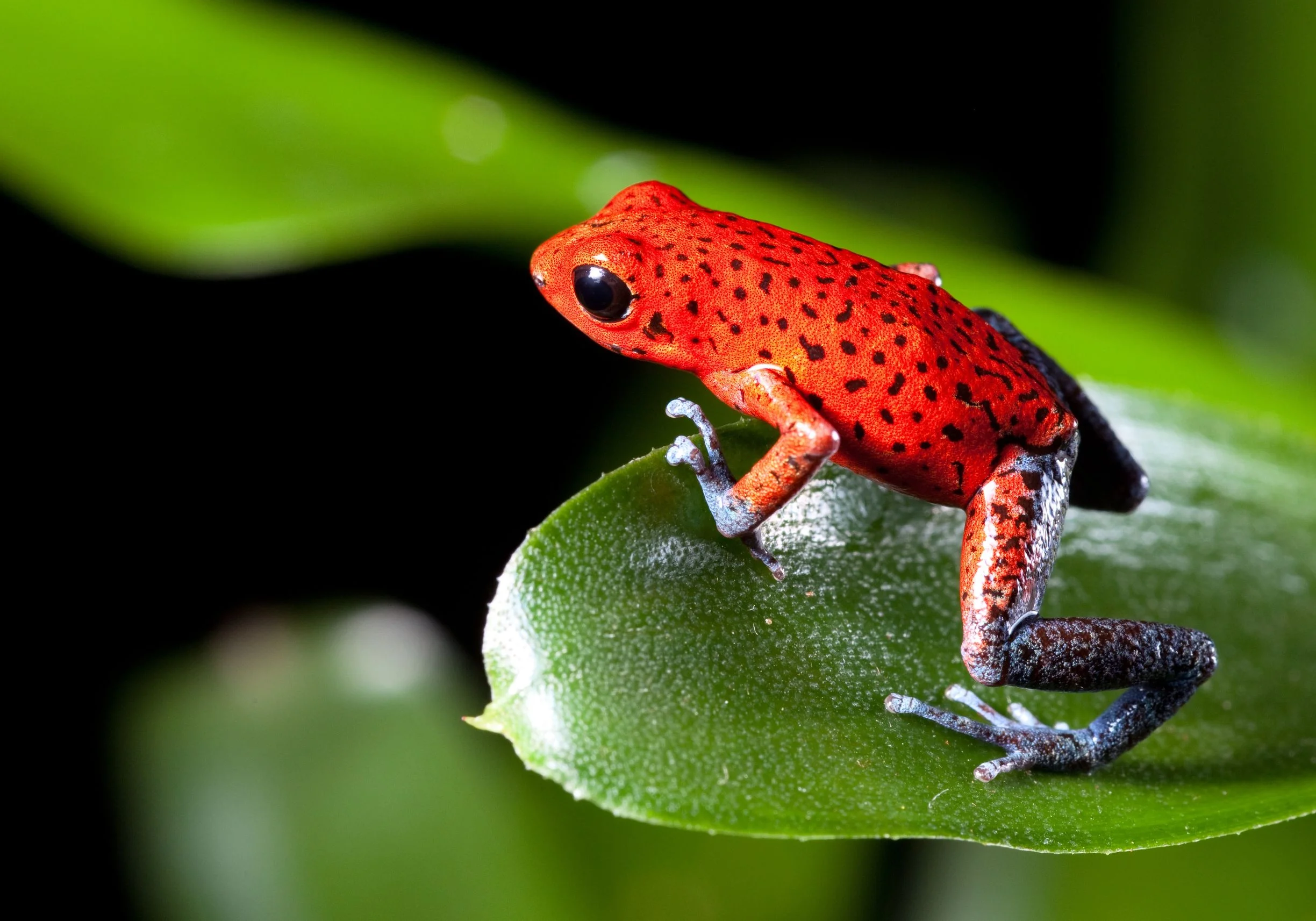 panama_13222540_l.jpg