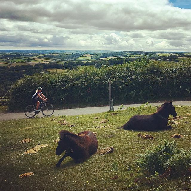 🎶Wild wild horses couldn't drag me..... up this long ass climb ! But great views at the top and a beautiful ride #bovycastle #haytor #friendlywildlife  #rollingstones #sunshine #outdoors #adventures @iamspecialized_wmn #wildhorses #dartmoor