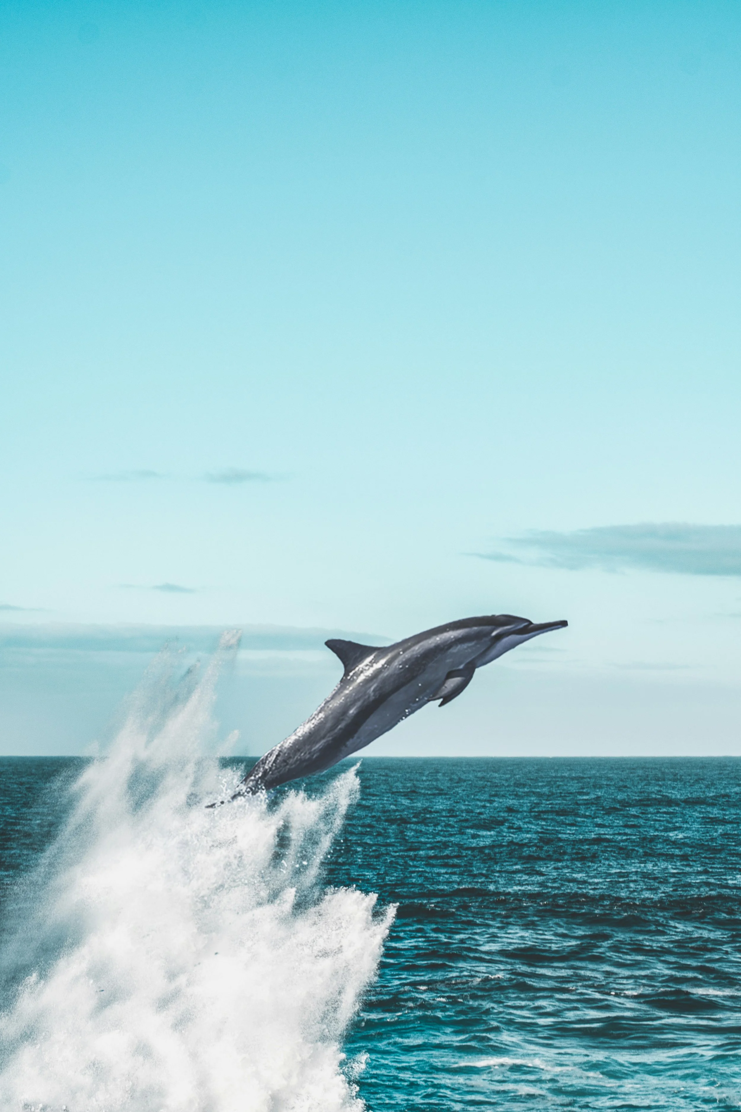 "Be the Dolphin" - Creative Mastery Toolbox for Business Executives
