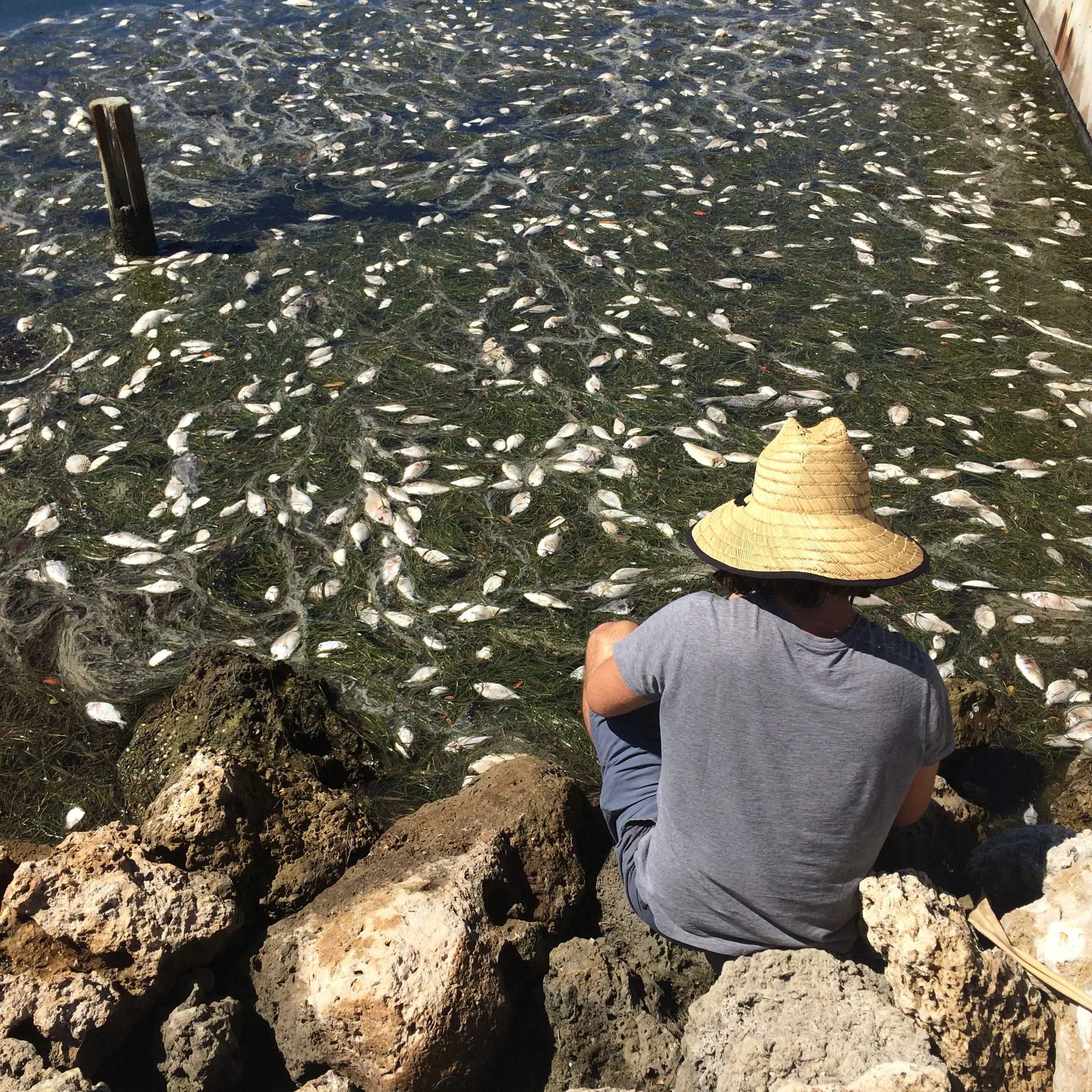 September 2016: Environmental groups signal intent to sue St. Pete after sewage dump Suncoast Waterkeeper, Inc., Our Children’s Earth Foundation and the Ecological Rights Foundation filed a 60-day notice of intent to sue for violating the federal Clean Water Act. The groups want the city to undergo sewage system upgrades and to fund “environmental mitigation projects.” “St. Petersburg’s recent extraordinarily large sewage discharges to Tampa Bay have caused serious human health risks and environmental damage. The needed infrastructure improvements are urgent, the ecological impacts will take a long time to heal, as will the damage to the public’s confidence, shaken by the city’s failure to notify and warn the public of these spills. The systemic improvements required to address these shortcomings are significant and will benefit from citizen participation and oversight,” the groups said in a press release. The groups acknowledged the city has admitted its failures and promised to improve sewage systems. While the groups called that, “a positive and welcome step,” they also said it’s not enough. “St. Pete does not have a good record of addressing the root causes of the ongoing sewage system problems. Citizen suit enforcement is needed because the legal system functions differently, and in many cases more efficiently, than the political system.” Read more here.