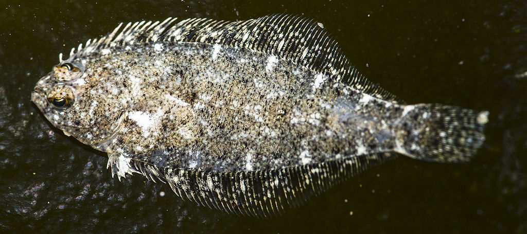 Citharichthys_stigmaeus_(Speckled_Sanddab).jpg