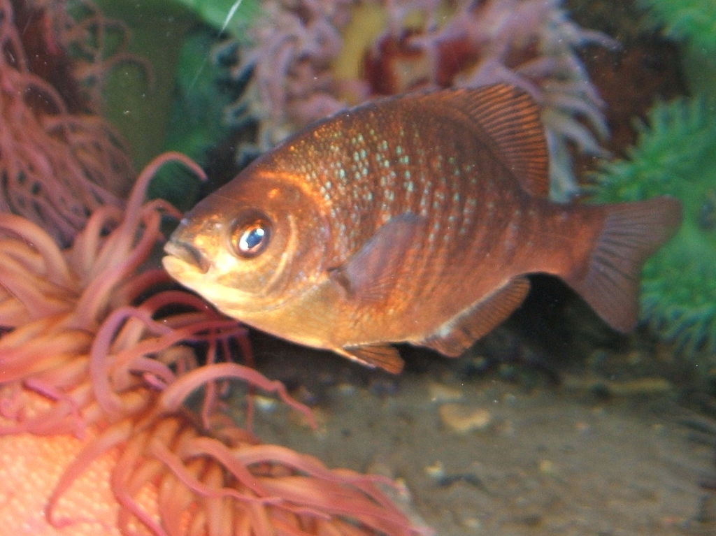 1024px-Black-surfperch.jpg