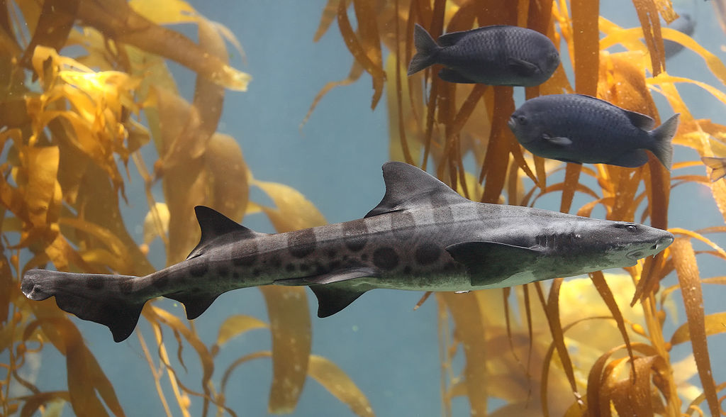 1024px-Leopard_shark_in_kelp.jpg