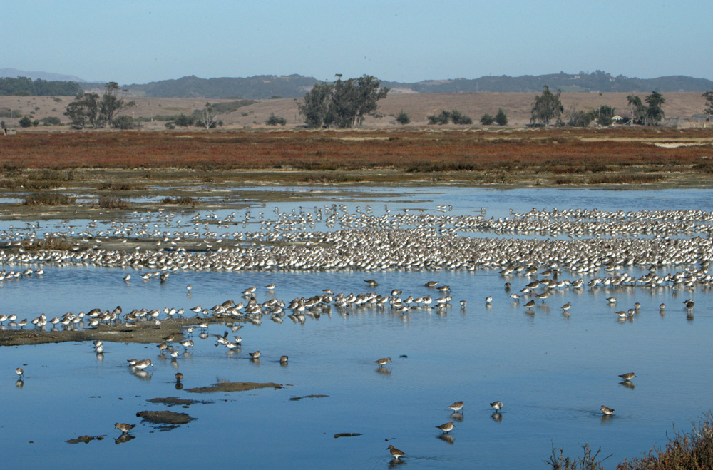 Elkhorn_Slough_marsh_birds.jpg