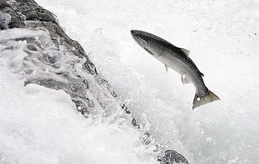 RESTORING THE S.F. CREEK'S NATIVE STEELHEAD TROUT POPULATION