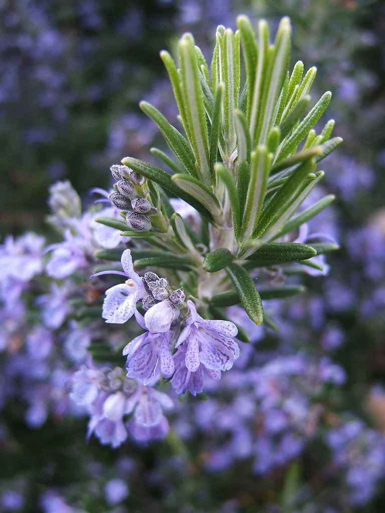 Flowering Rosemary image via Flickr user THOR