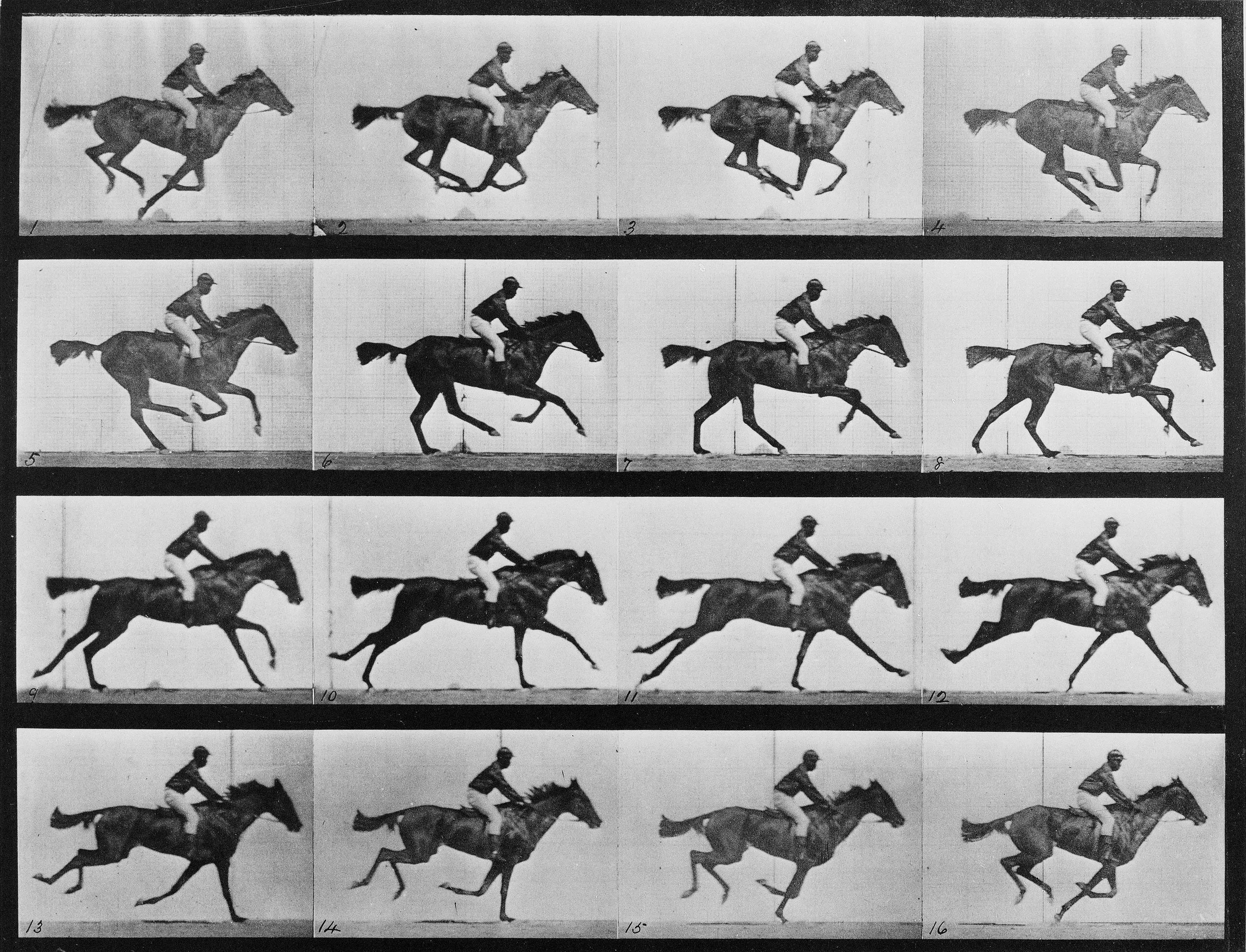 The Horse in Motion, Edweard Muybridge 1878, Public Domain