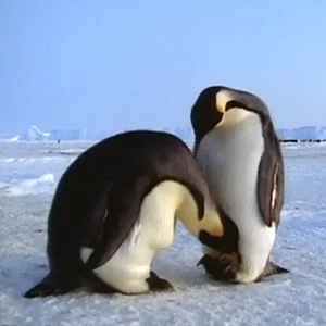 penguin_nfi_index.jpg