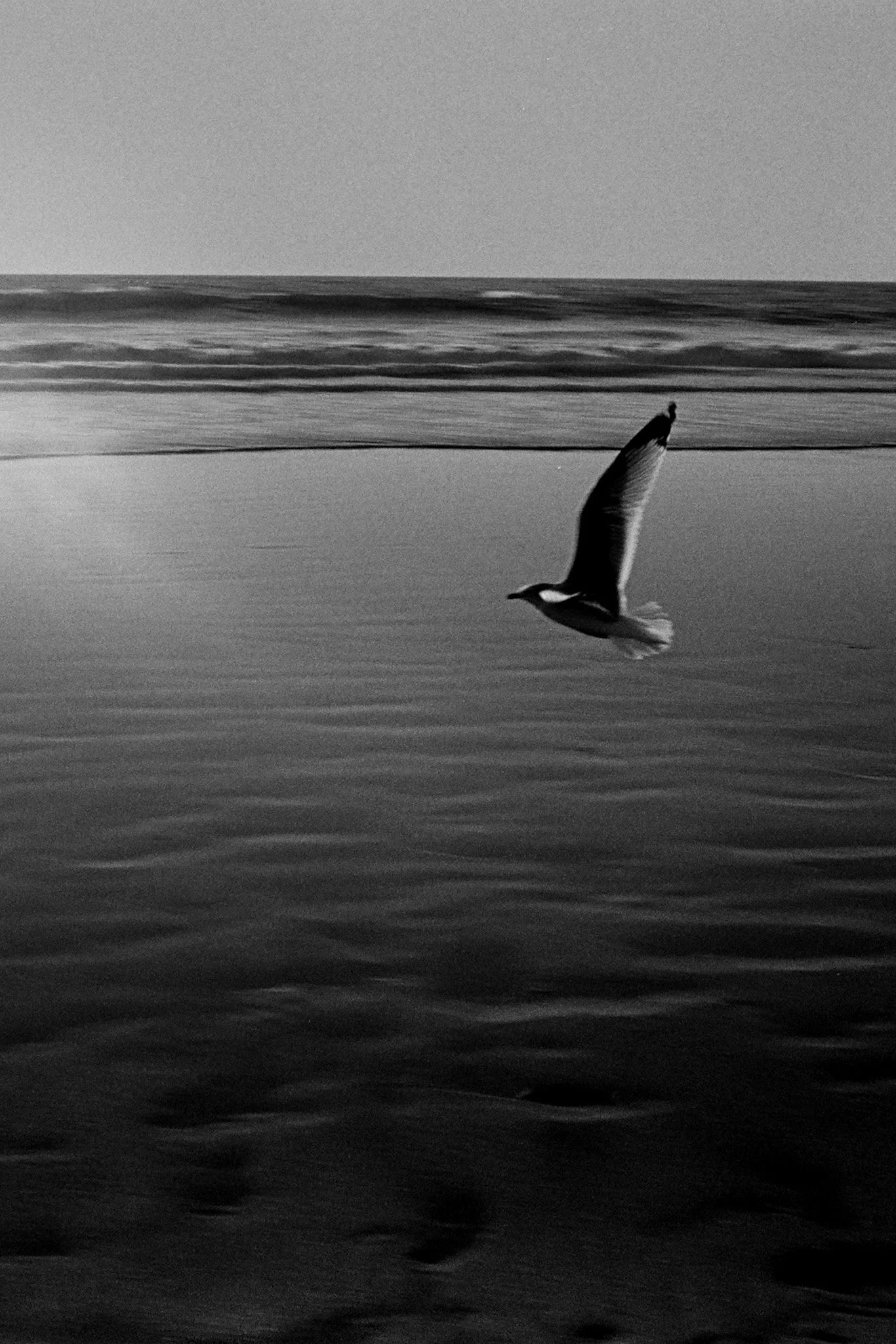 20250113_M6_HP5400_Bird_6.jpg