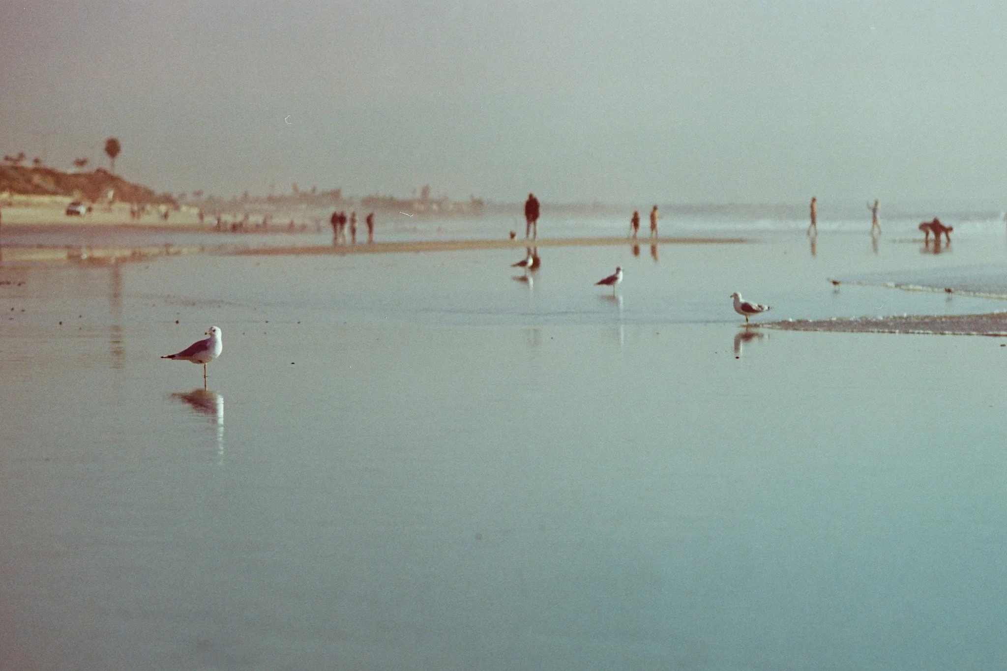 20250113_M6_Portra400_BirdsBeach_1.jpg