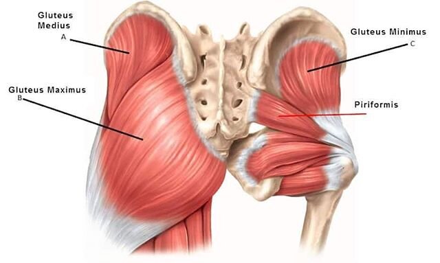 The glutes and pelvic muscles are probably my favorite part of the body. They are a huge mechanical system, both part of the spine and the legs. Under the superficial gluteals are the deep 6 rotators that assist with pelvic stability. There's so much