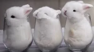 bunnies in a cup.jpeg