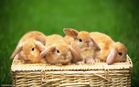 baby bunnies.jpeg