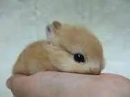 tiny bunny in hand.jpeg