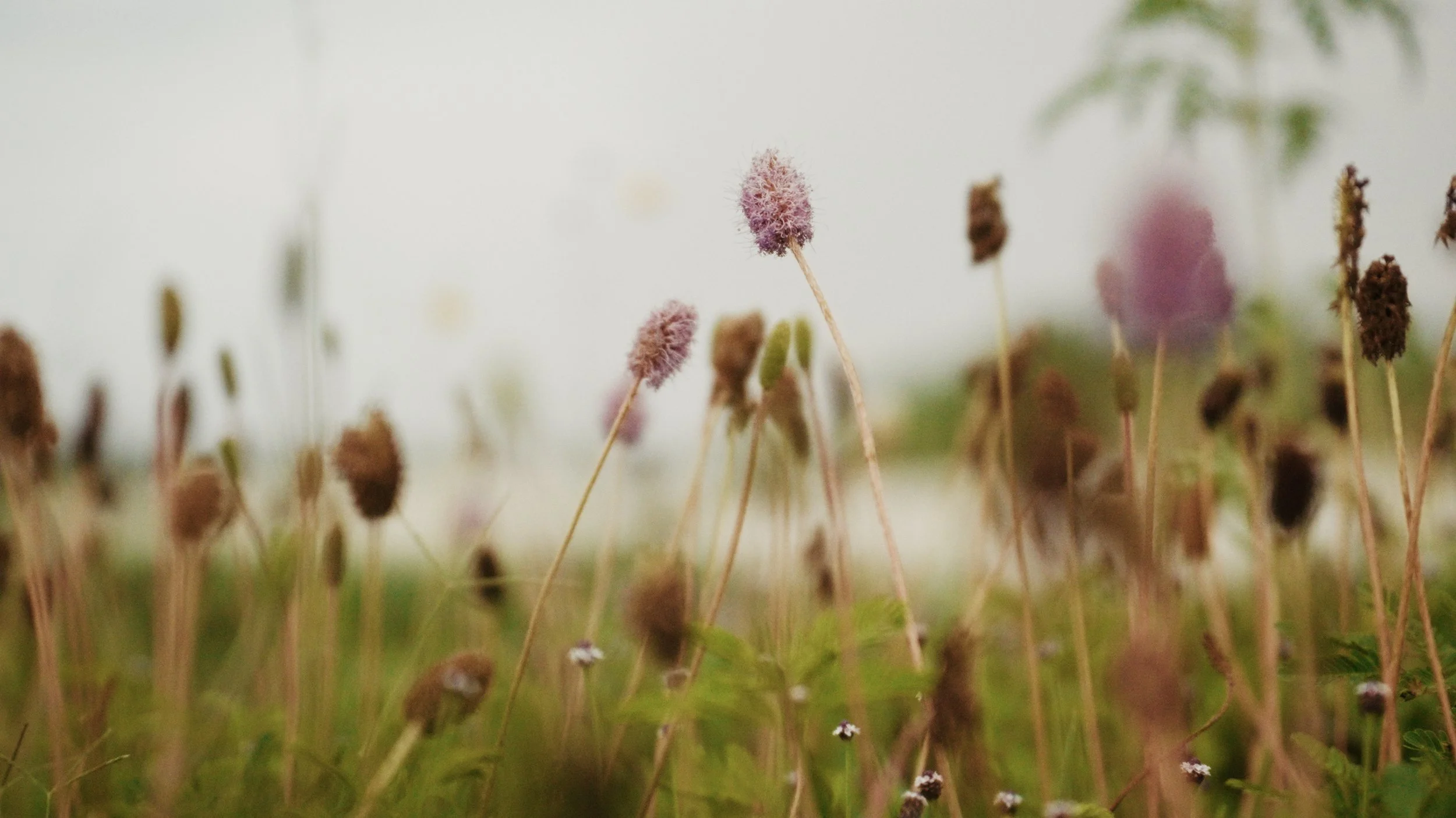 Still 2025-06-01 140800_1.22.1.jpg