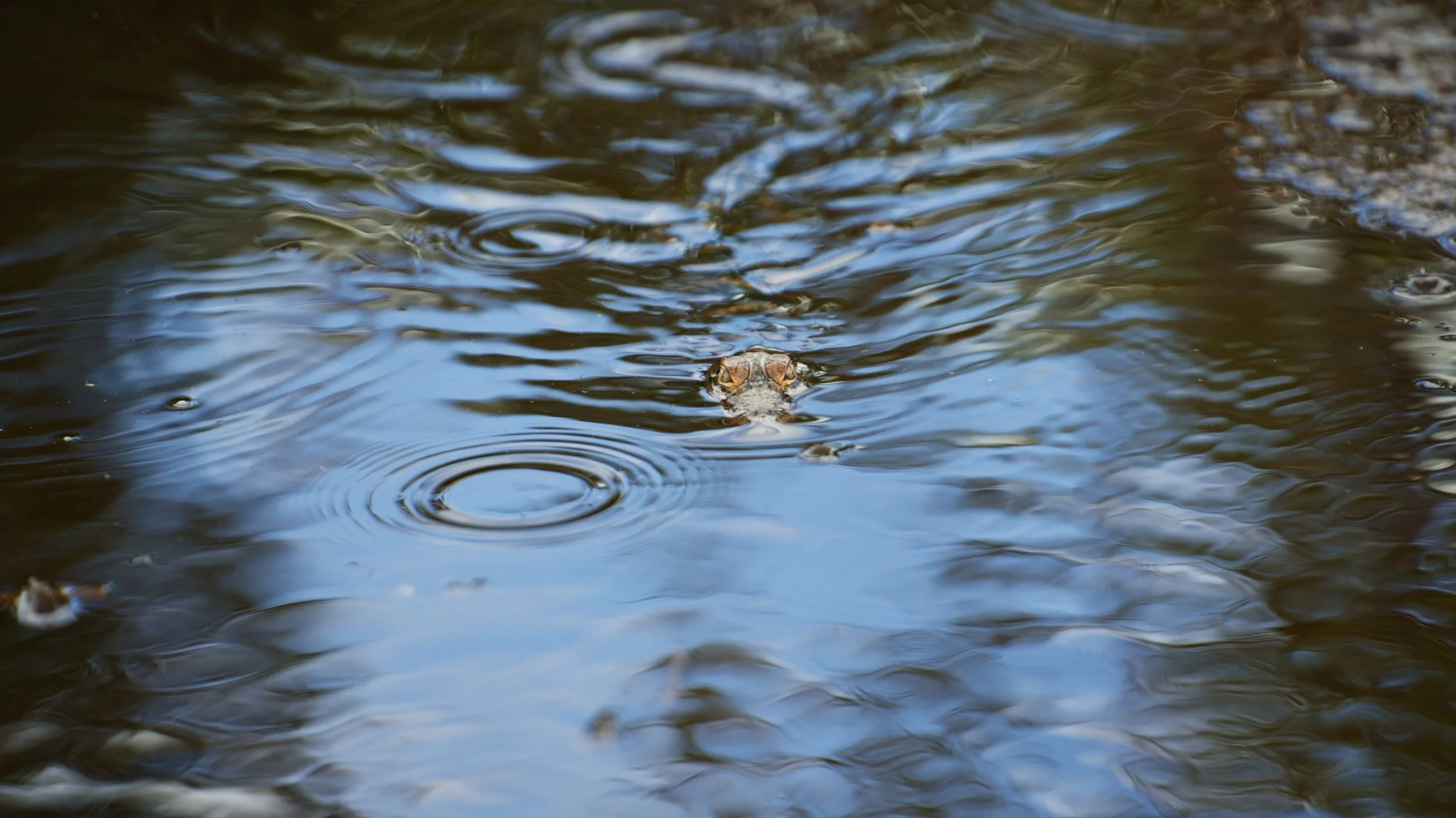 Still 2025-06-18 203459_1.107.1.jpg