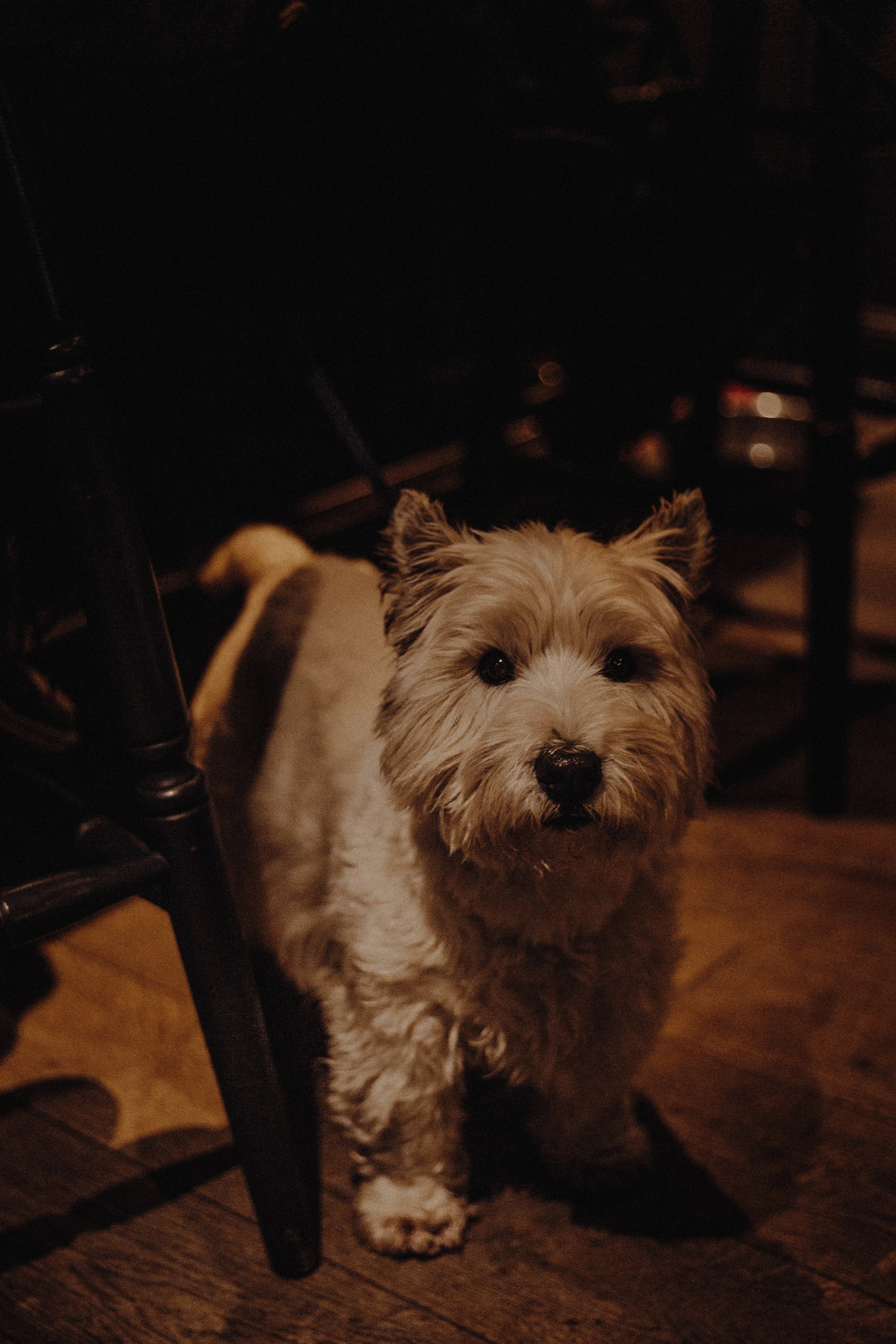 the boat inn dog.jpg