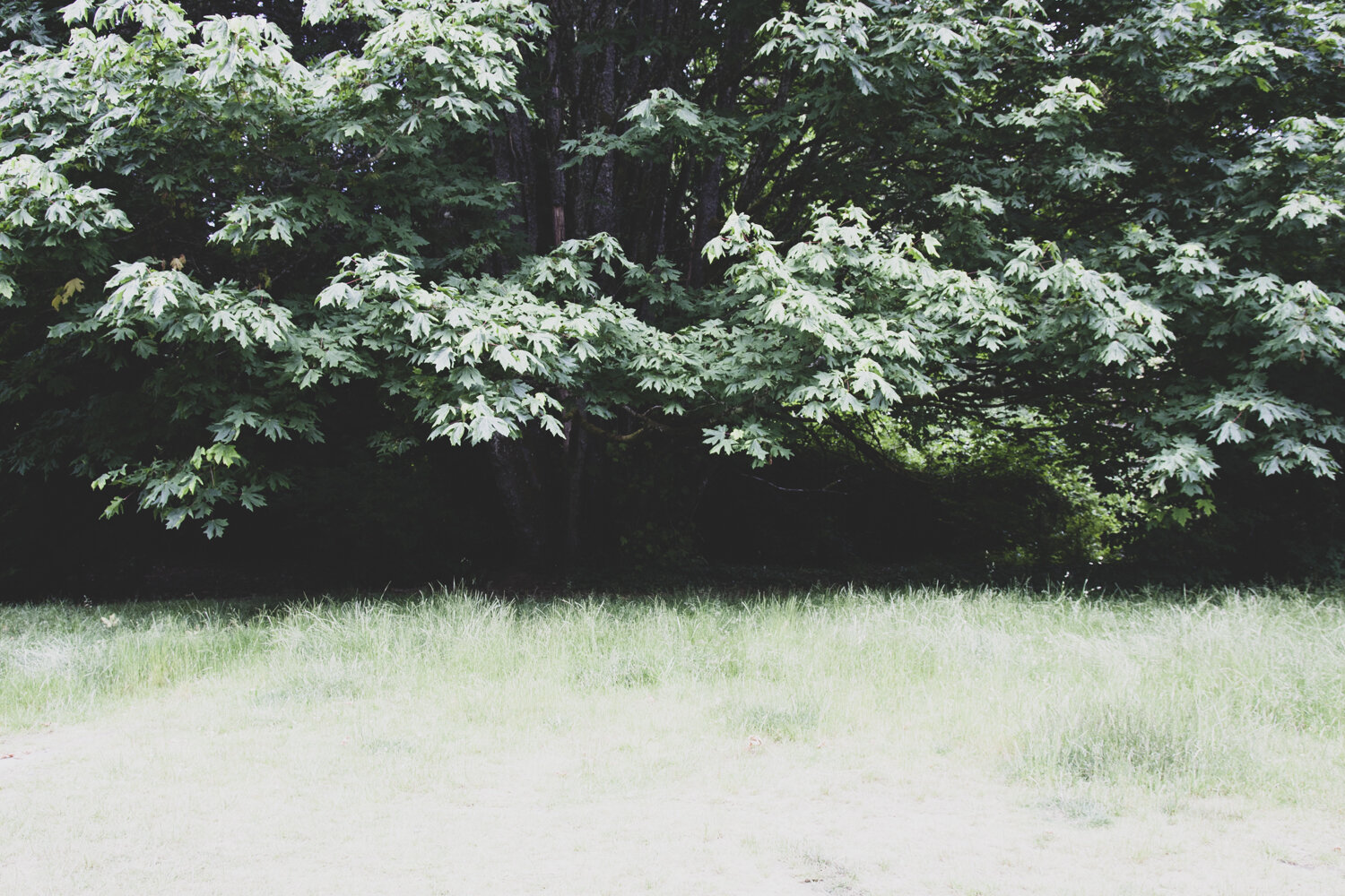 There Is A Field.jpg