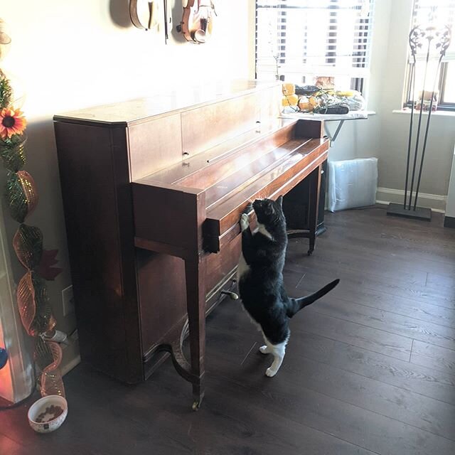 New member of the family, Calypso-approved!
.
It's my grandfather's piano, the piano my mother learned on. My grandfather and I weren't close, but he was an inspiration to me. He was a professional jazz pianist who made much of his living playing clu