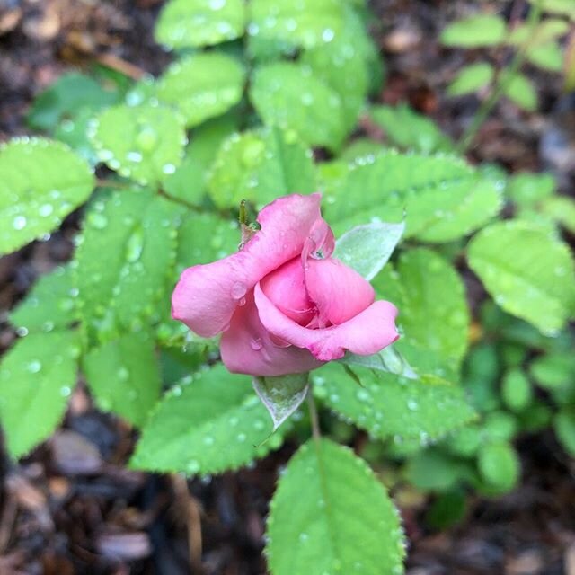 Las flores, from my small rose patch. &copy;2019 Elise Urrutia. #belindasdream