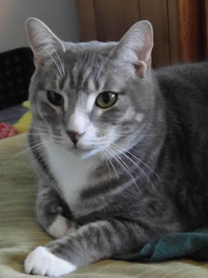 cody1.jpg