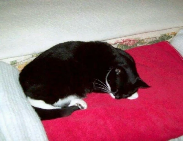 Molly red carpet 2.jpg