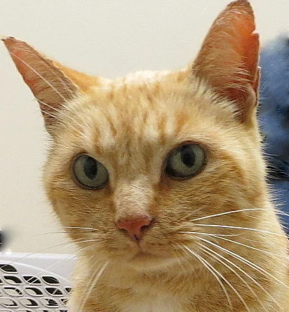 Mitzi.jpg