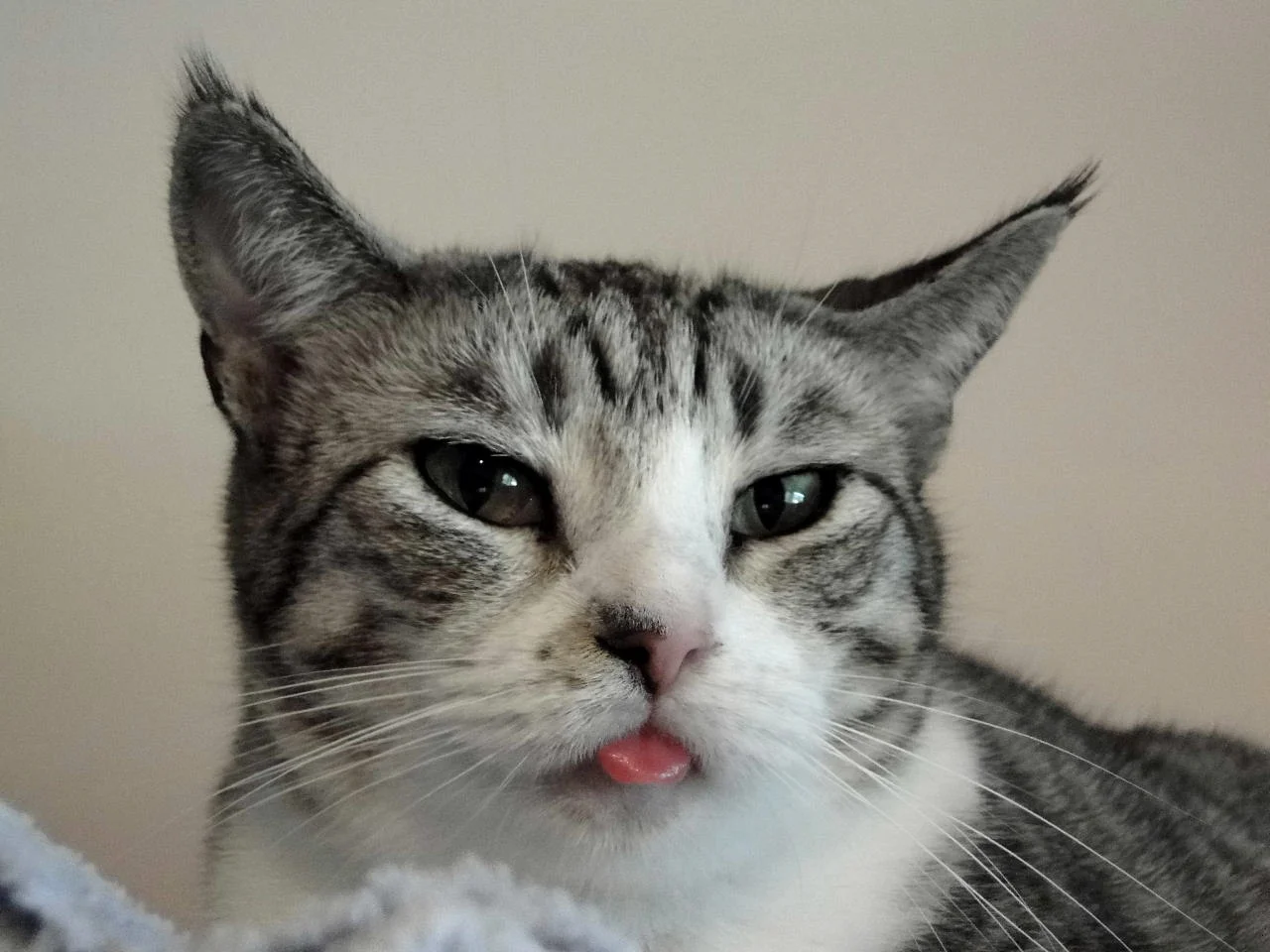 Petal with tongue out.jpg