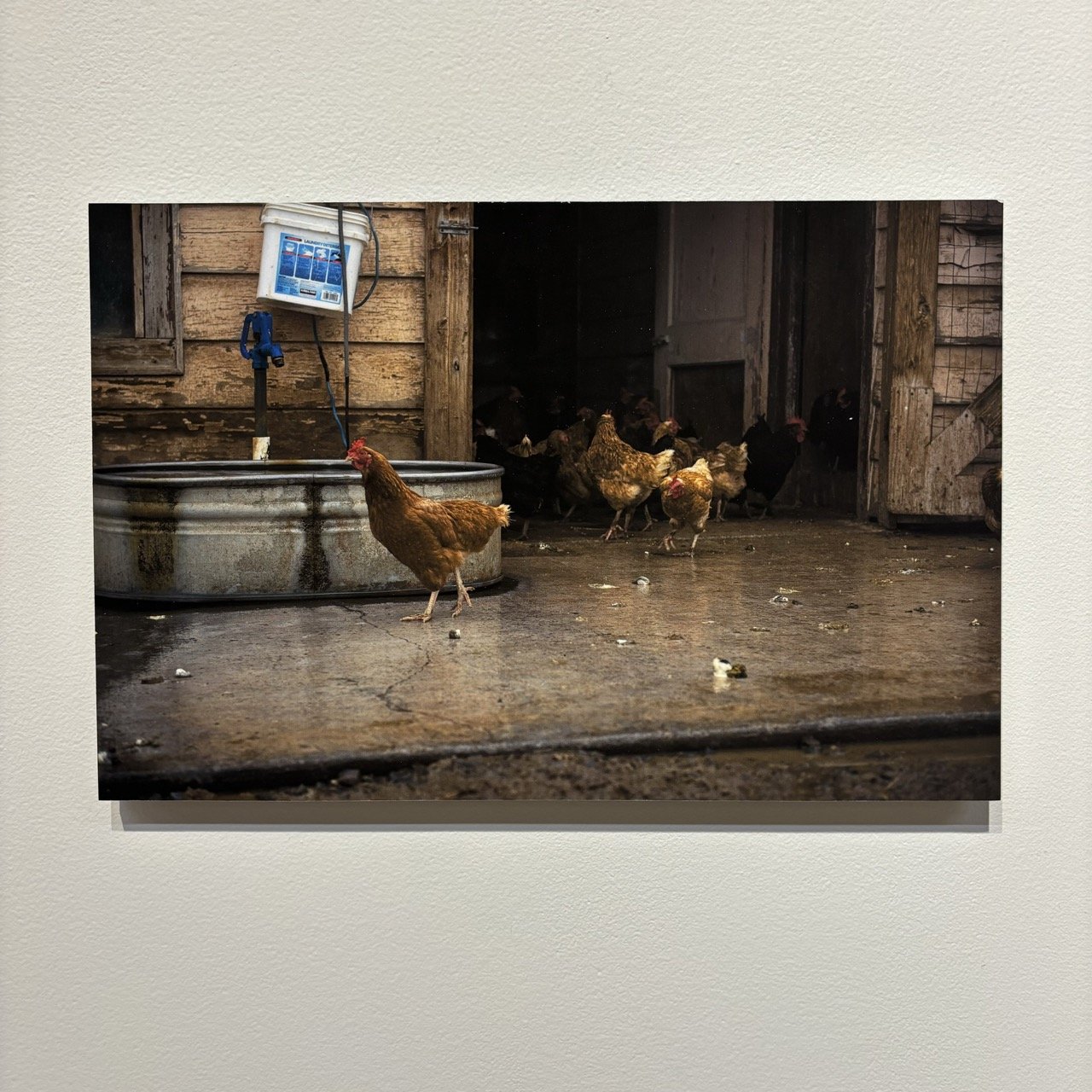 Chickens on Rainy Day