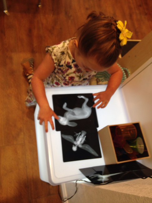 “I didn’t know rabbits had bones!”