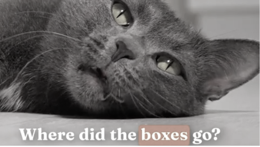 Amazon - The Cat Collective