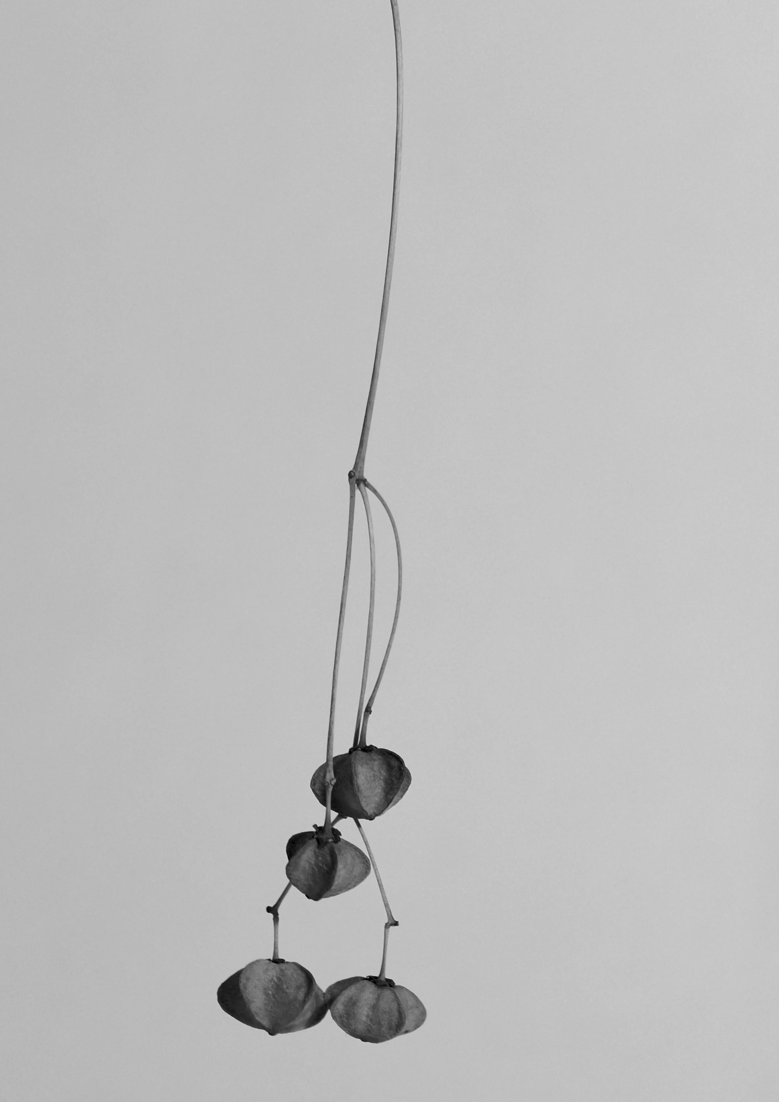 Euonymus planipes