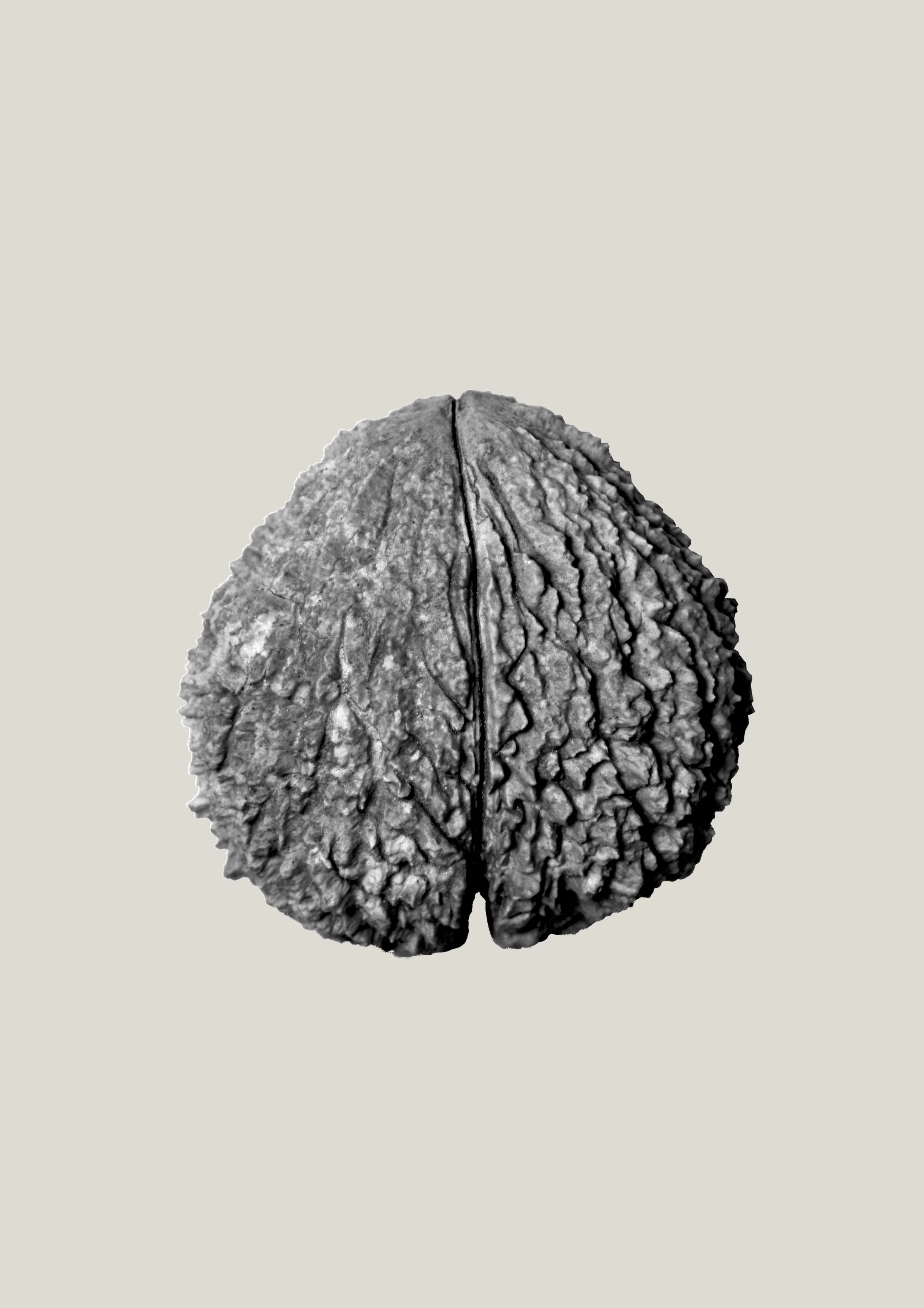 Juglans nigra