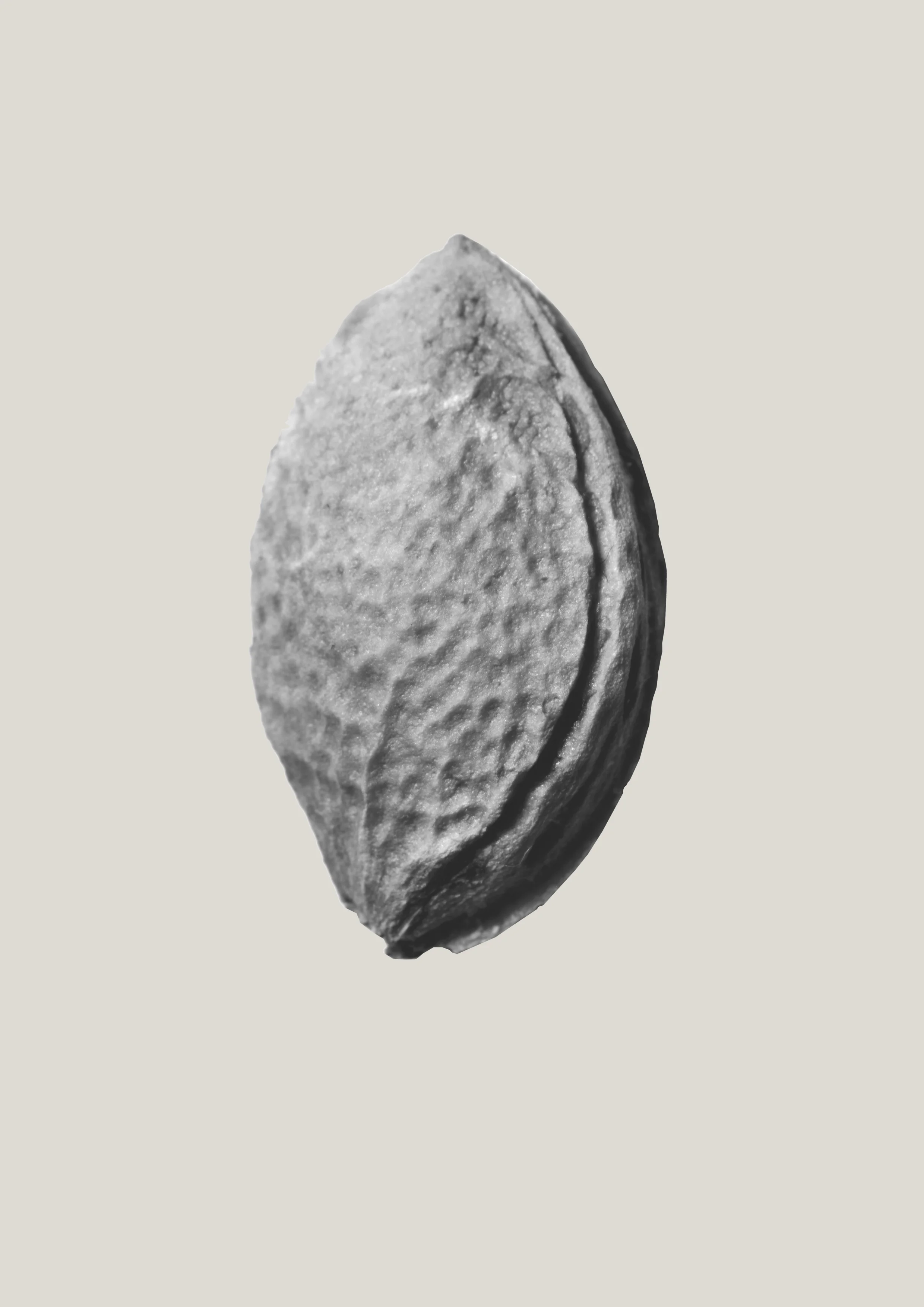 Prunus armeniaca