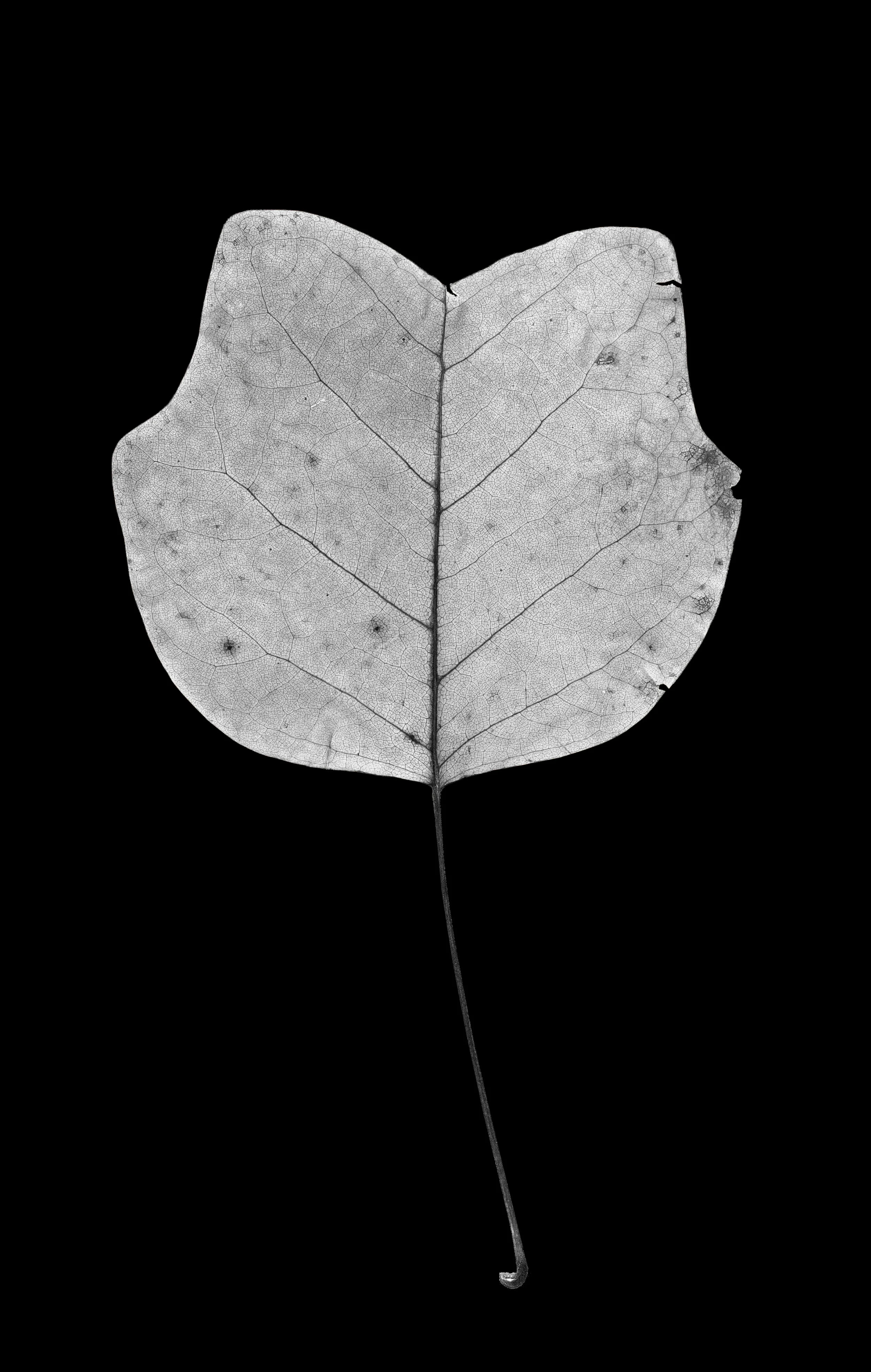Liriodendron tulipifera