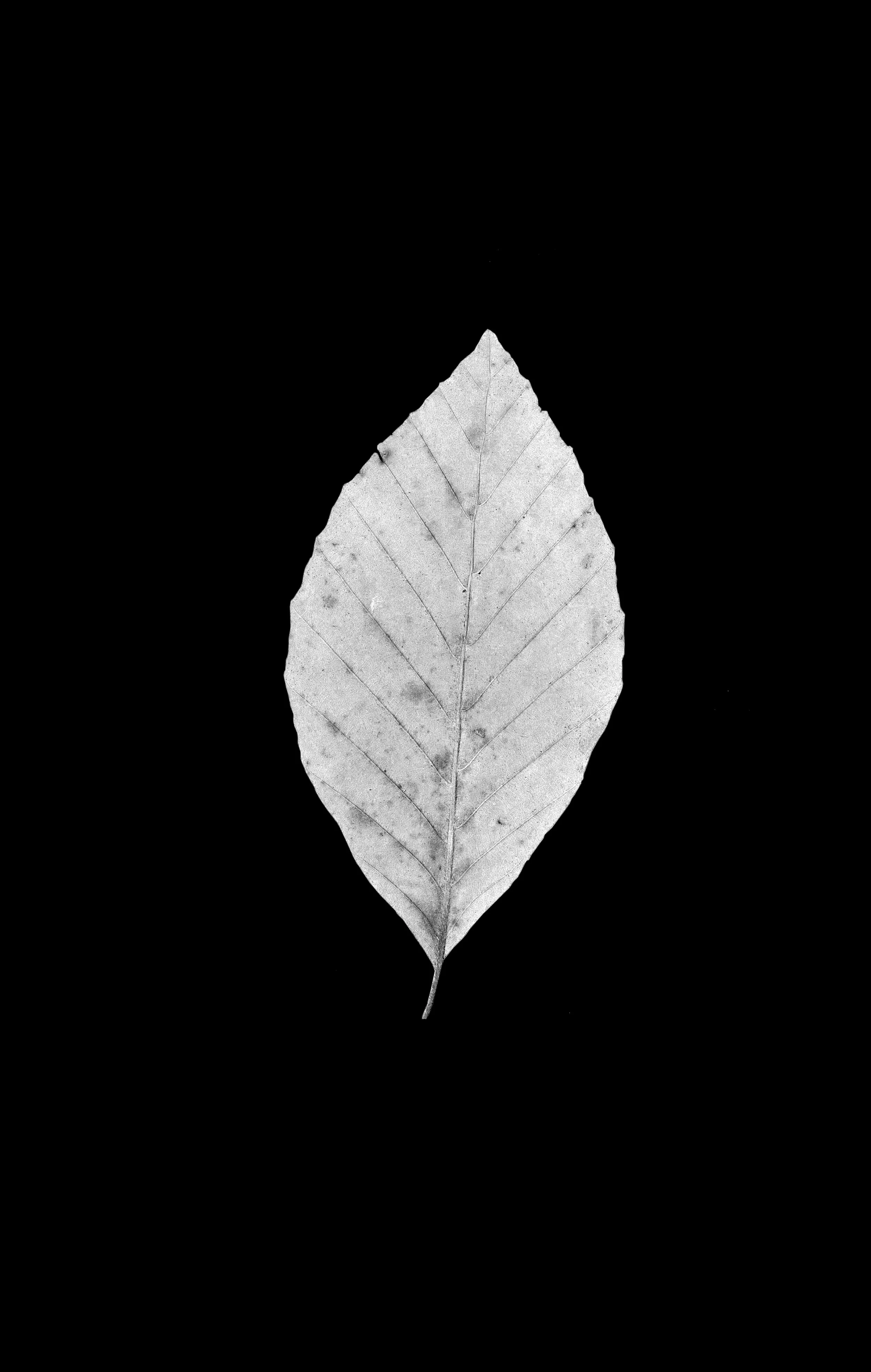 Fagus orientalis