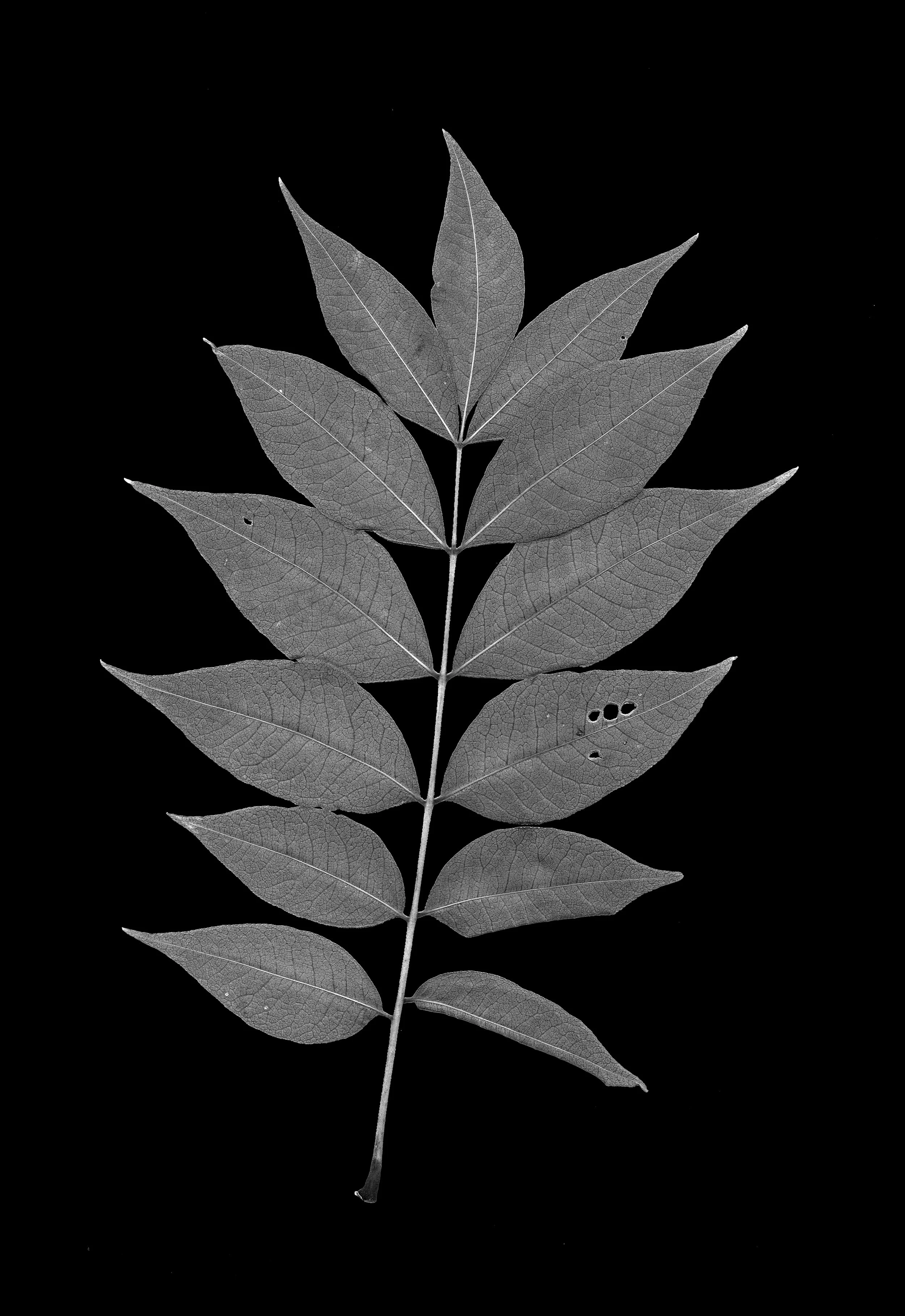 Phellodendron amurense