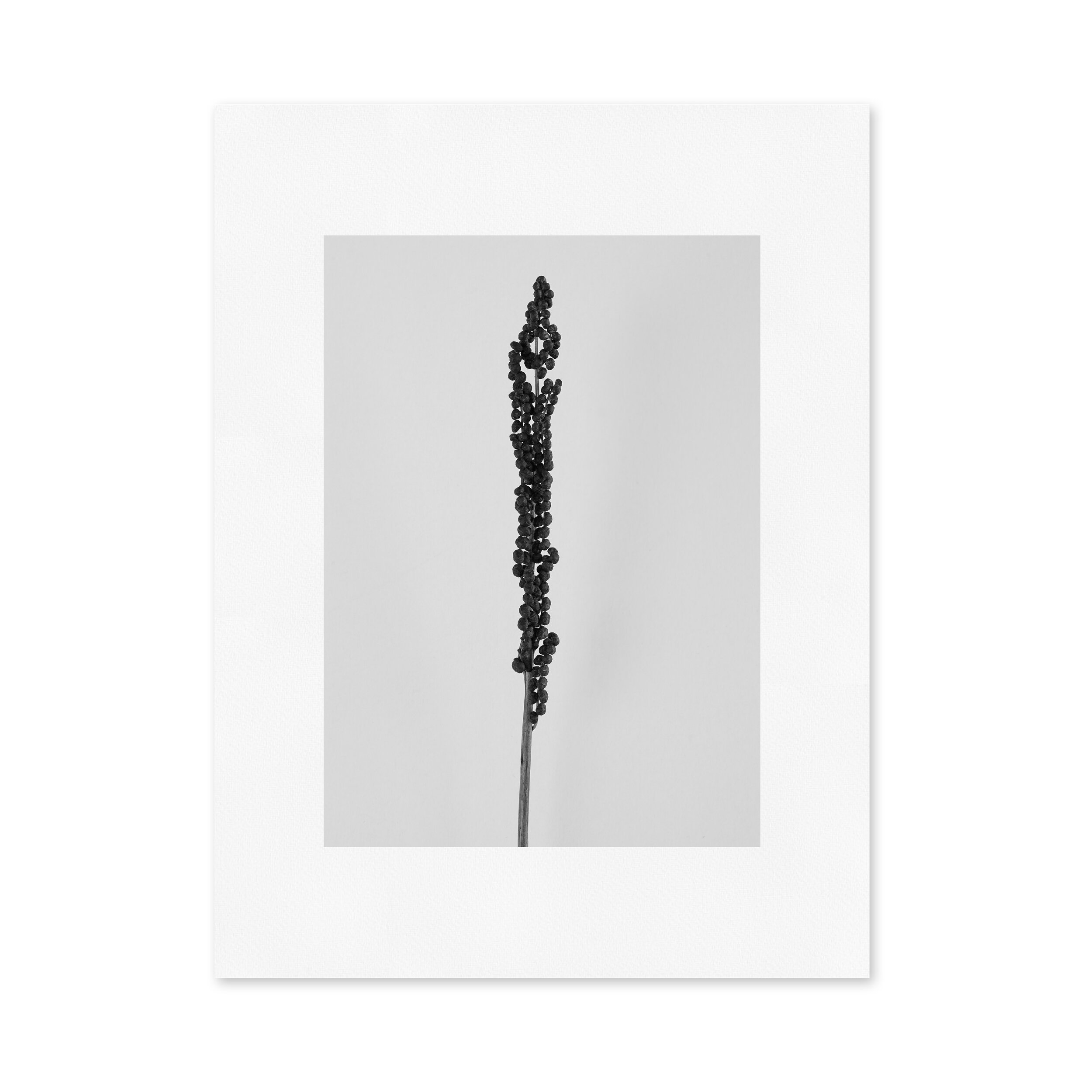 onoclea_.jpg