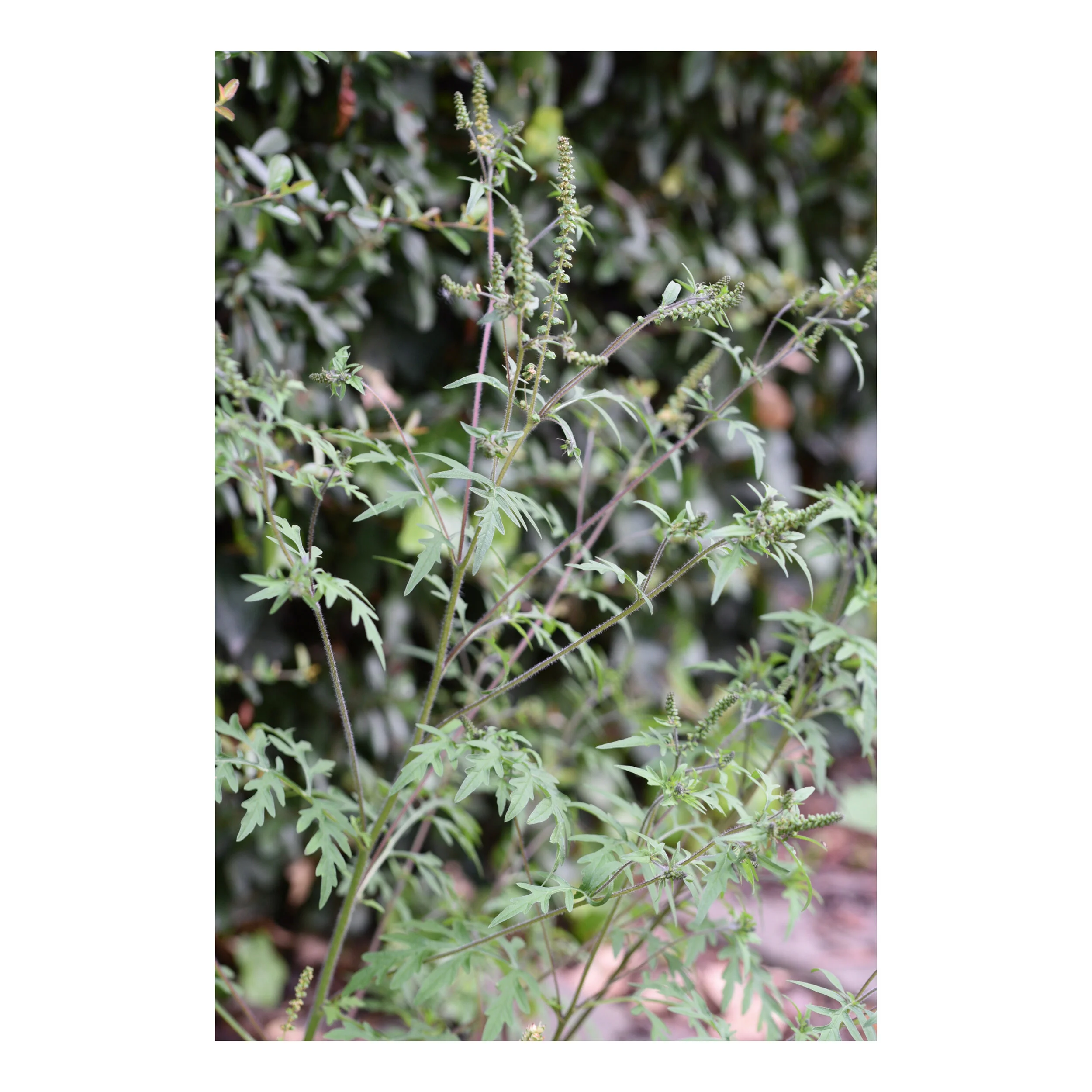 Whitagram-Image 3.JPG