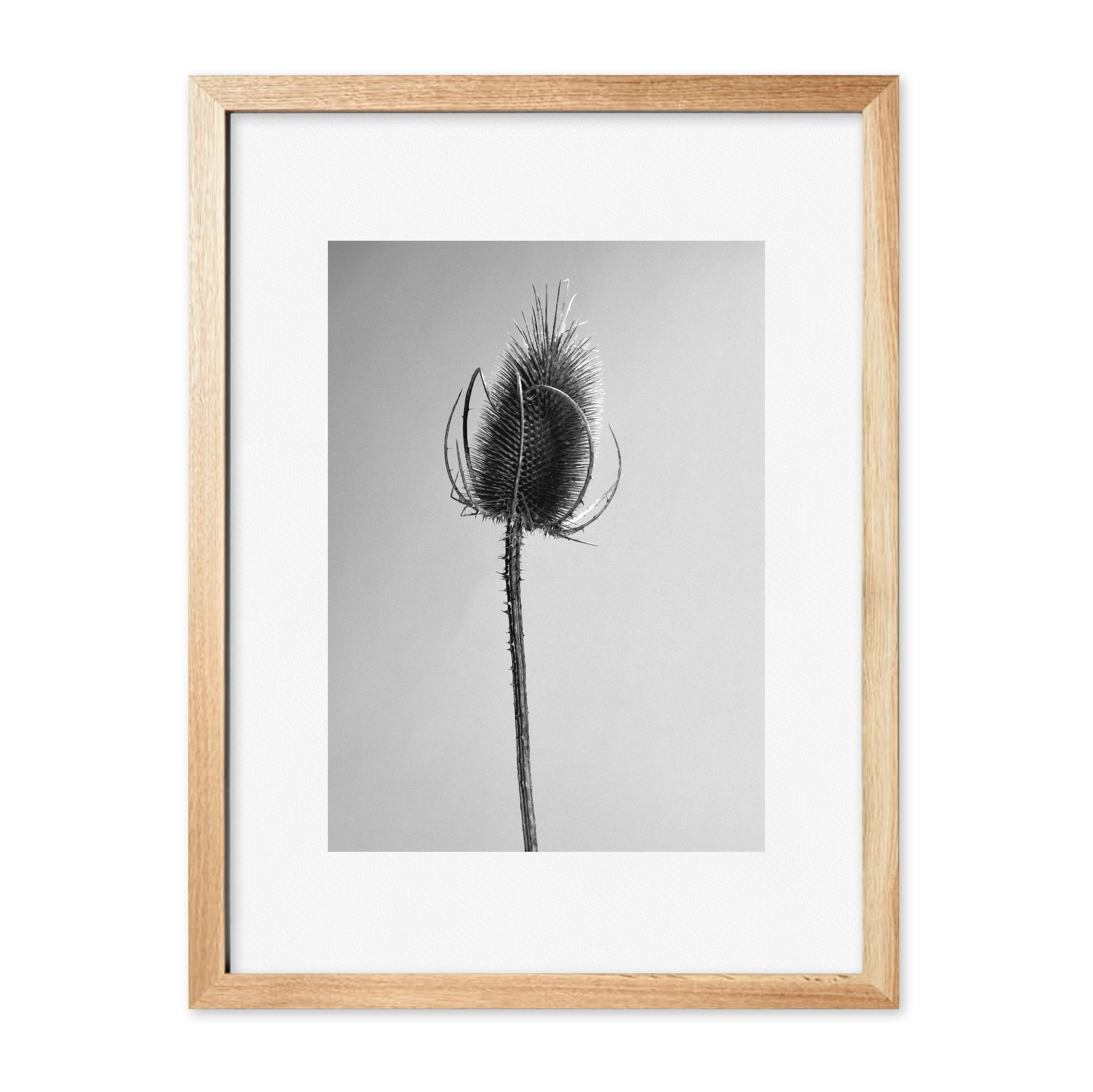 dipsacus_holz.jpg