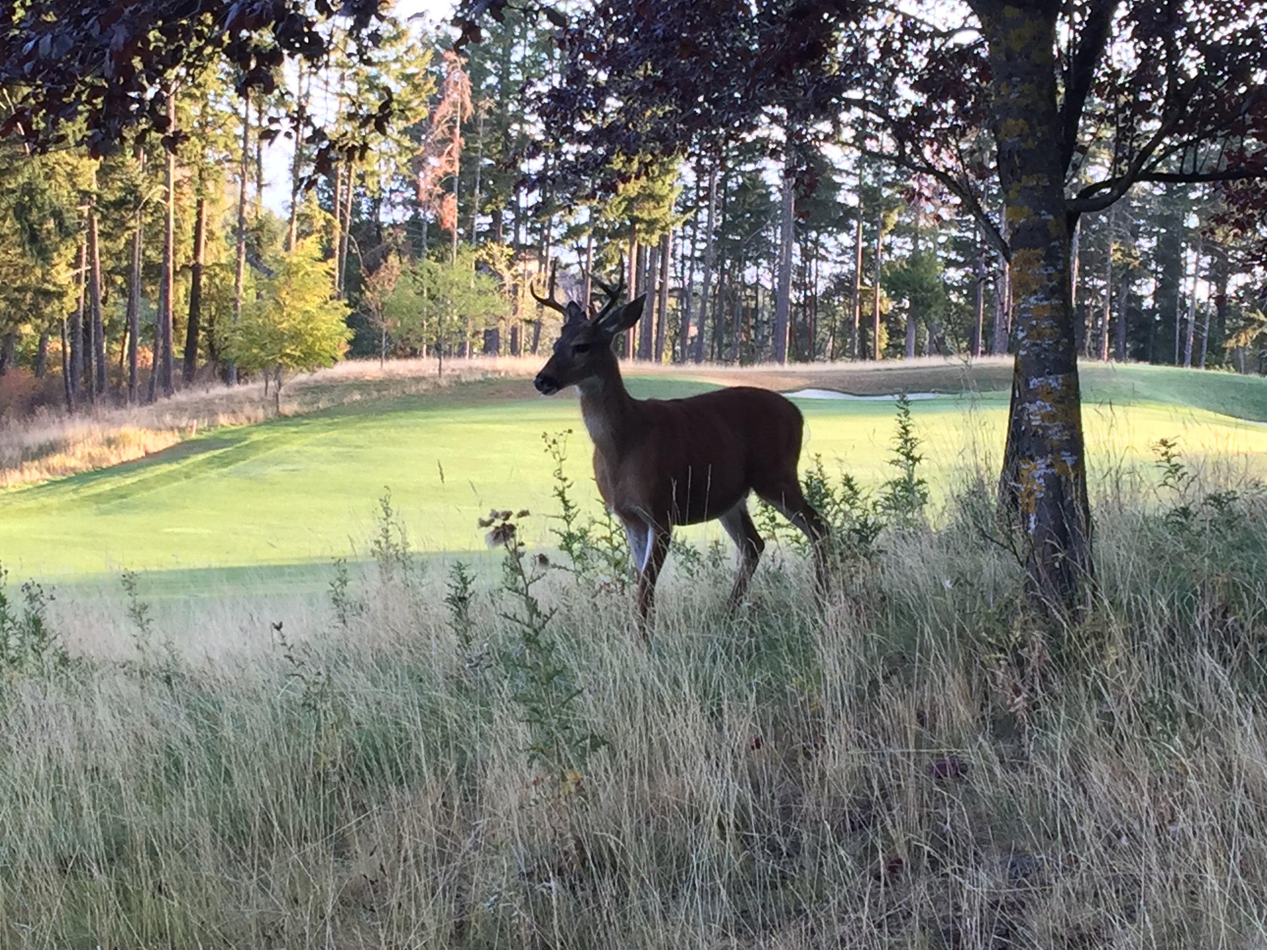 BM Mtn Deer copy.jpg