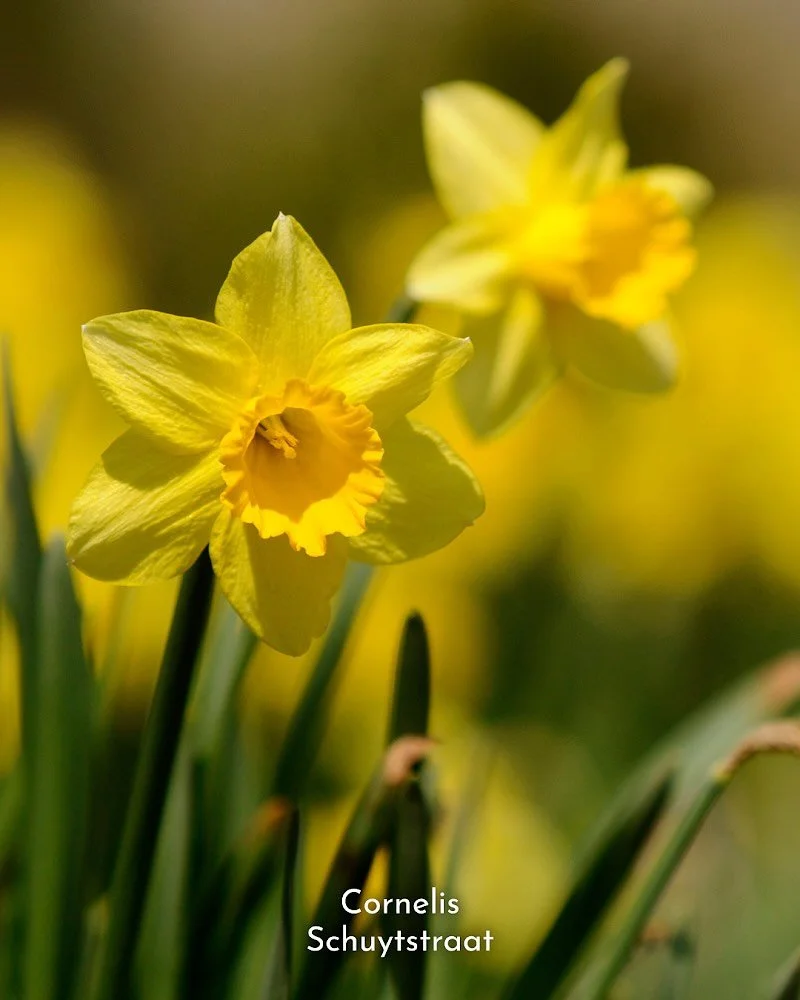 🌼 𝐃𝐞 𝐛𝐥𝐨𝐞𝐦𝐛𝐚𝐤𝐤𝐞𝐧 𝐳𝐢𝐣𝐧 𝐰𝐞𝐞𝐫 𝐠𝐞𝐯𝐮𝐥𝐝...

... met prachtige narcissen voor een absoluut voorjaarsgevoel!😍 De winkelstraat fleurt er helemaal van op!☀️ Zien we je snel in de Cornelis Schuyt?🛍️