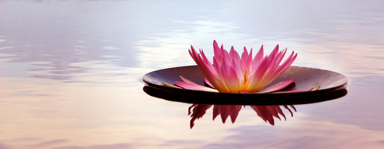 Flower floating on pond, symbolising relief, peace and stillness