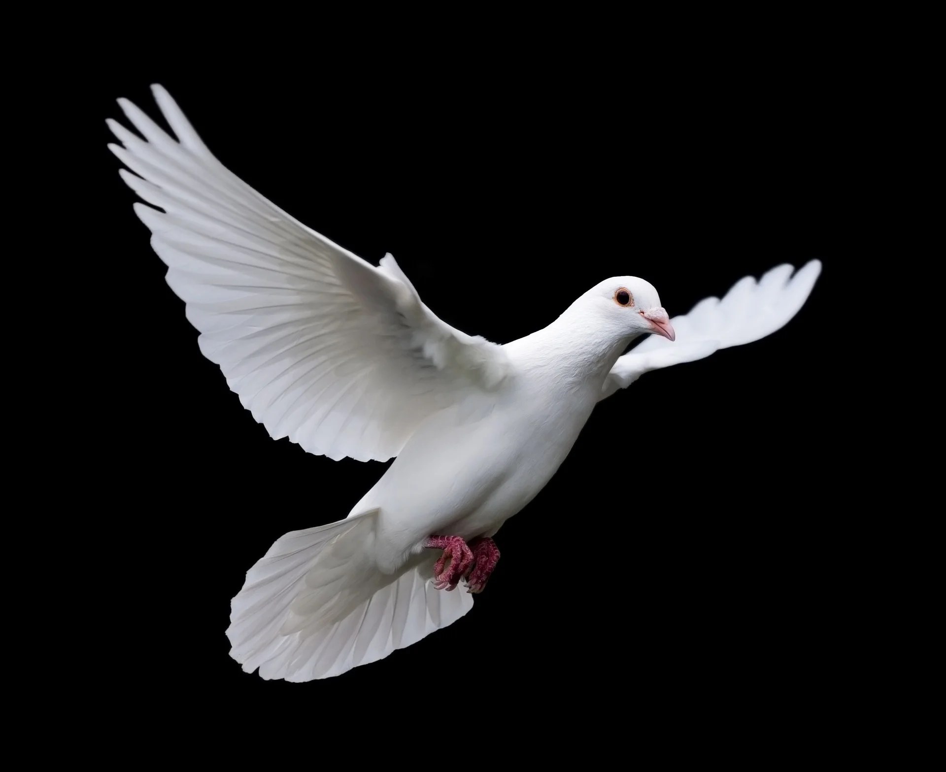 bird-3098446_1920.jpg