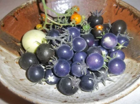 Organic Heirloom Tomato (Blue Purple Indigo Rose)