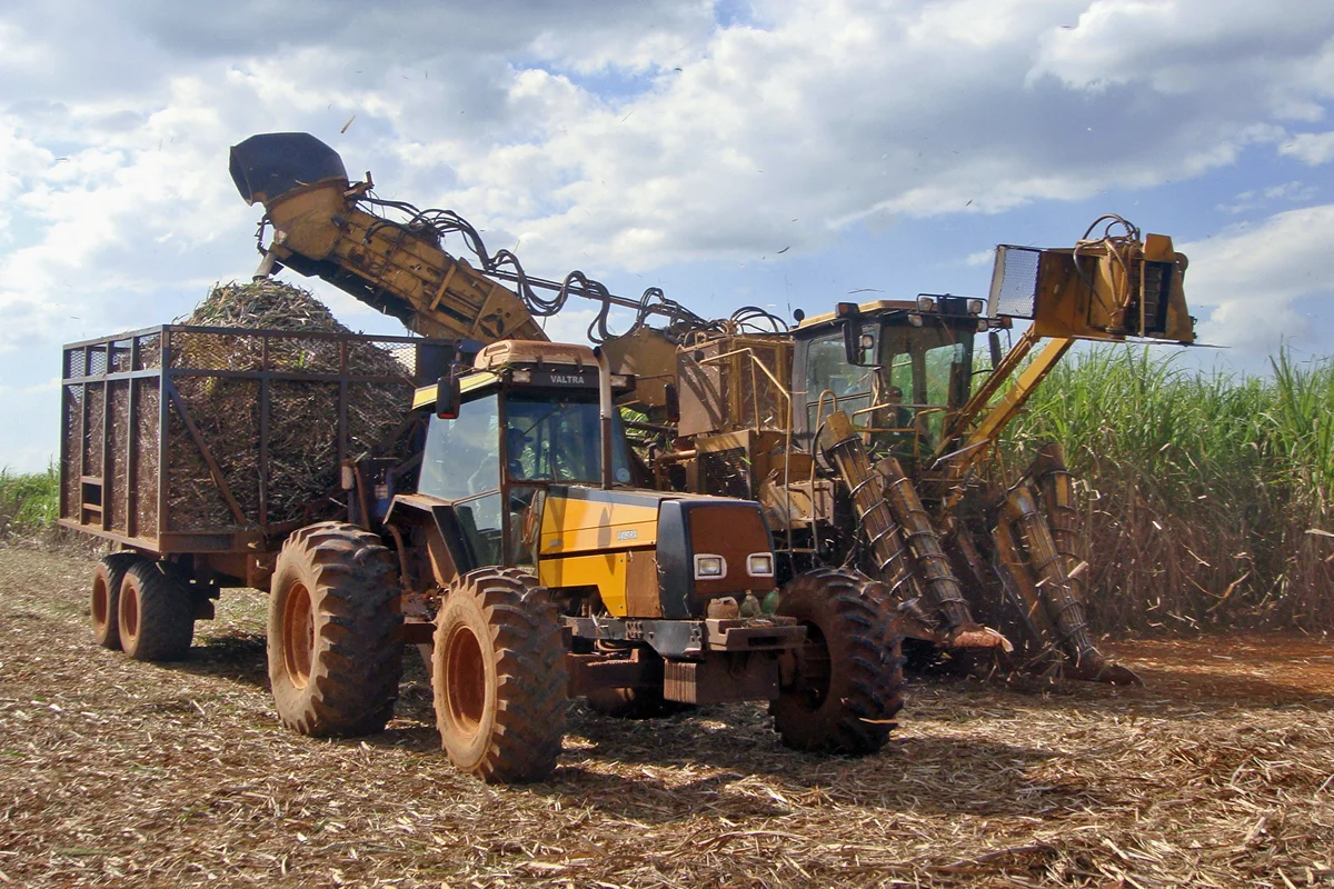 Sugarcane_harvest nov 2016.JPG
