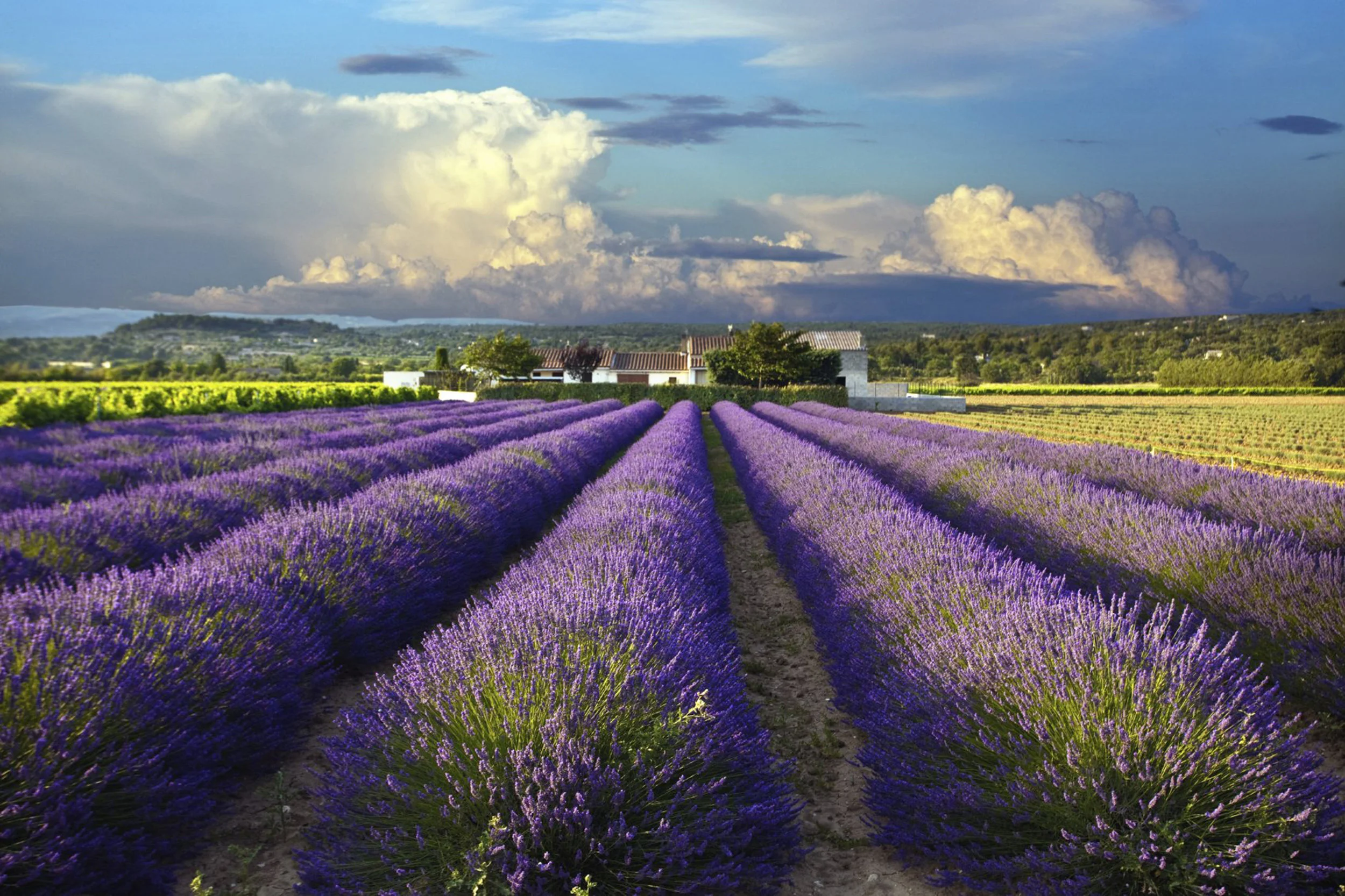 France Main pic.jpg