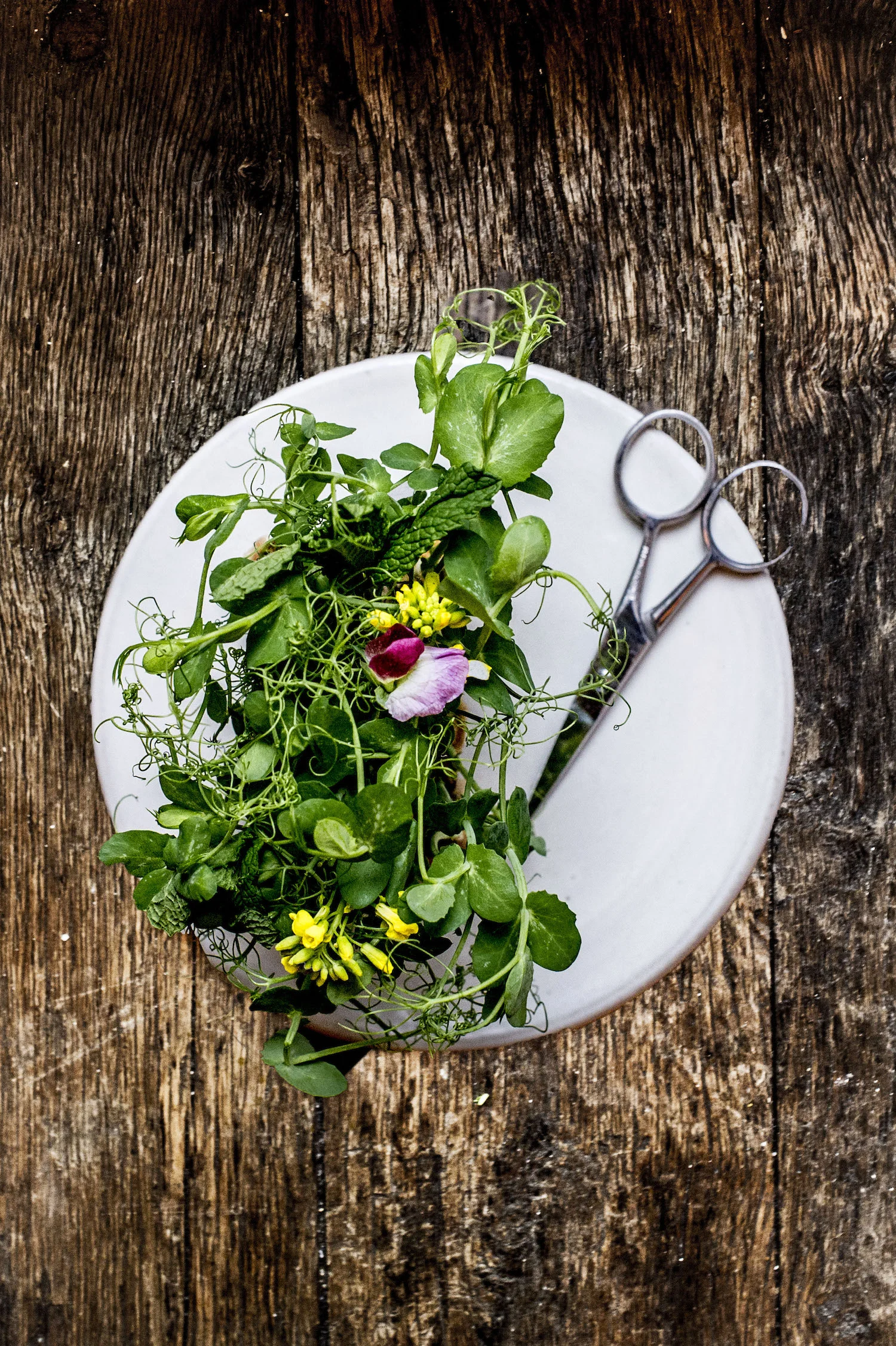 Pea Tendrils